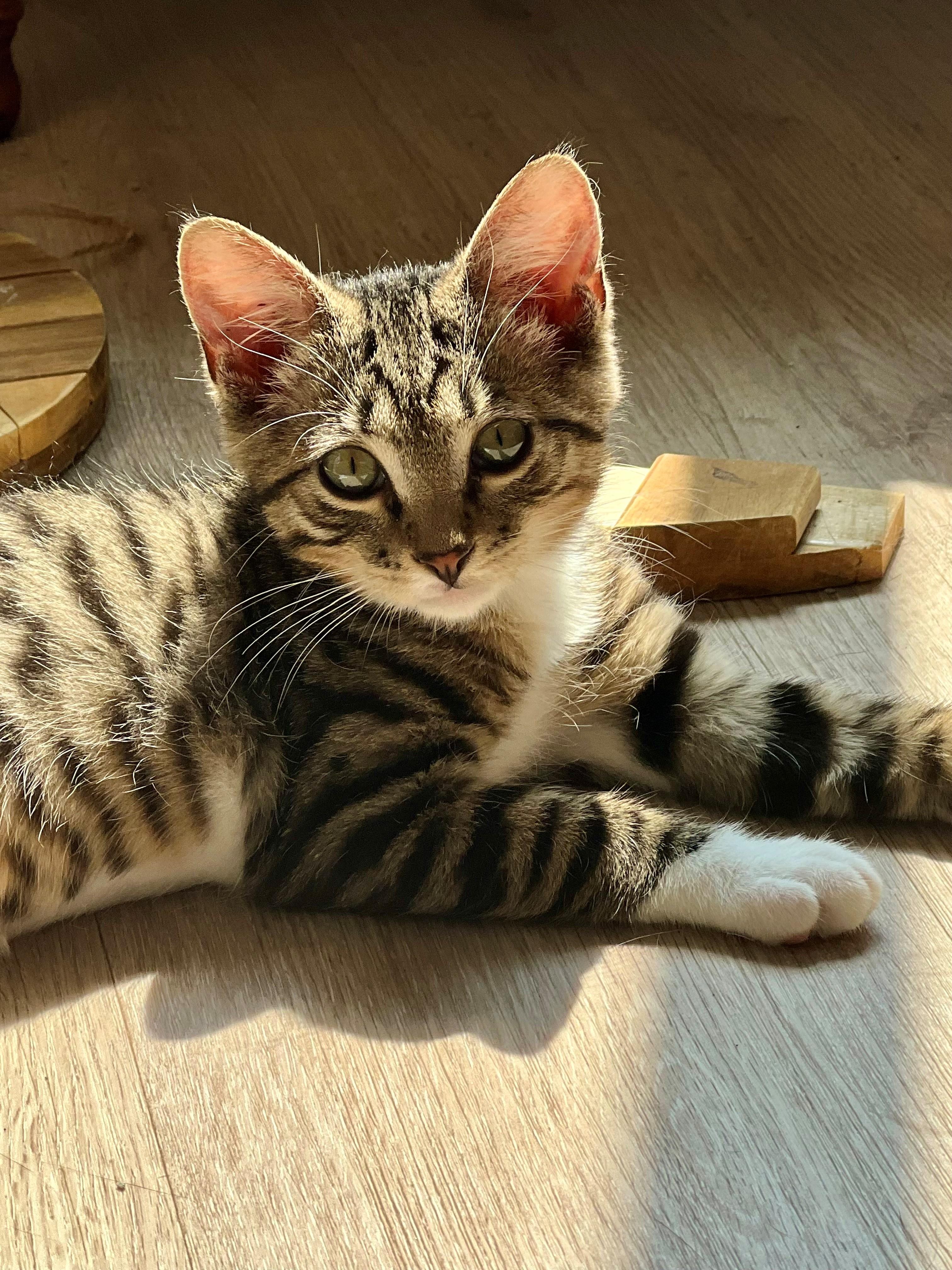 Harvey, ADOPTABLE, Kitten Male Domestic Short Hair.