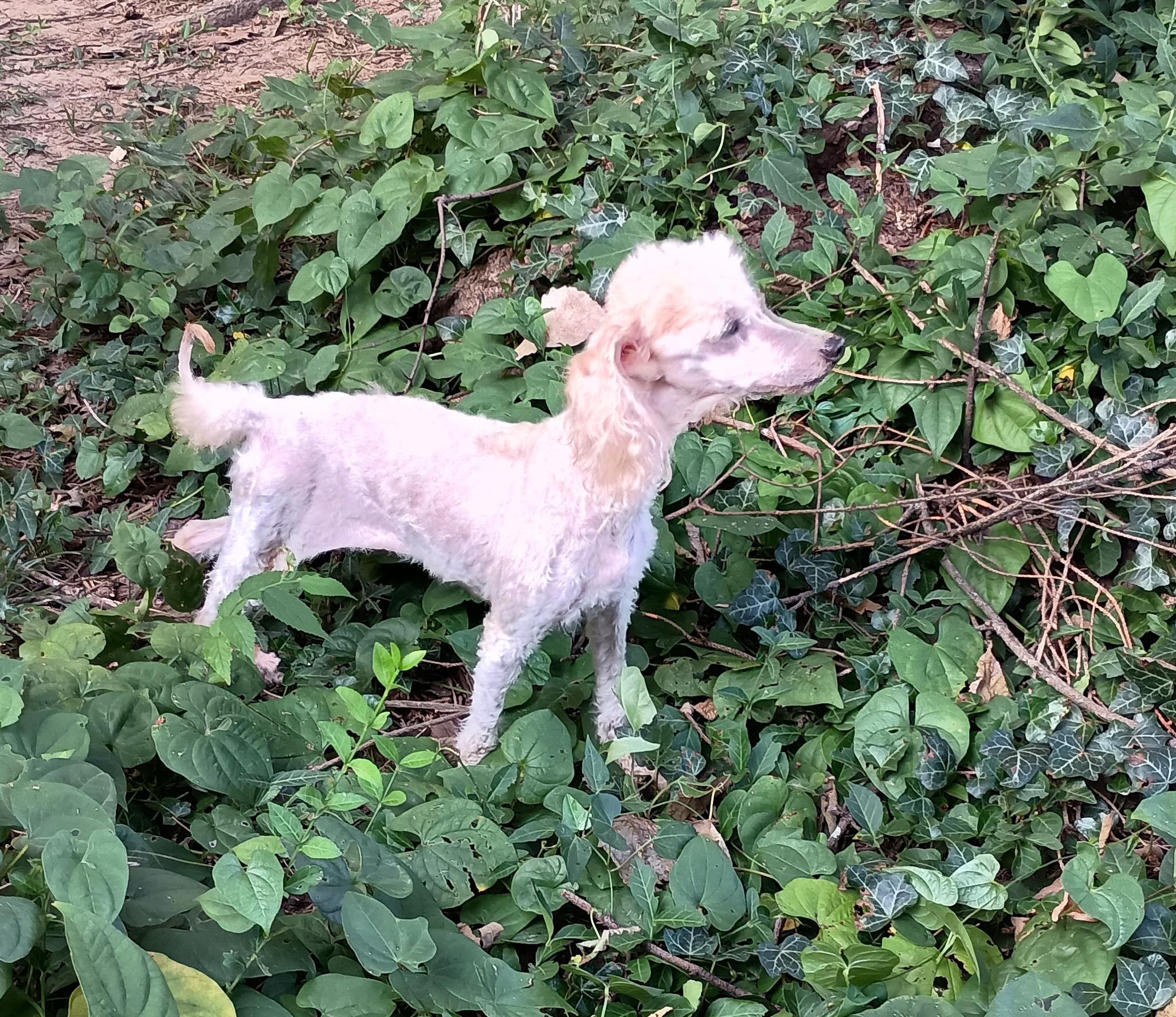 Angel, a Adoptable Miniature Poodle in Louisville, KY image 3/6