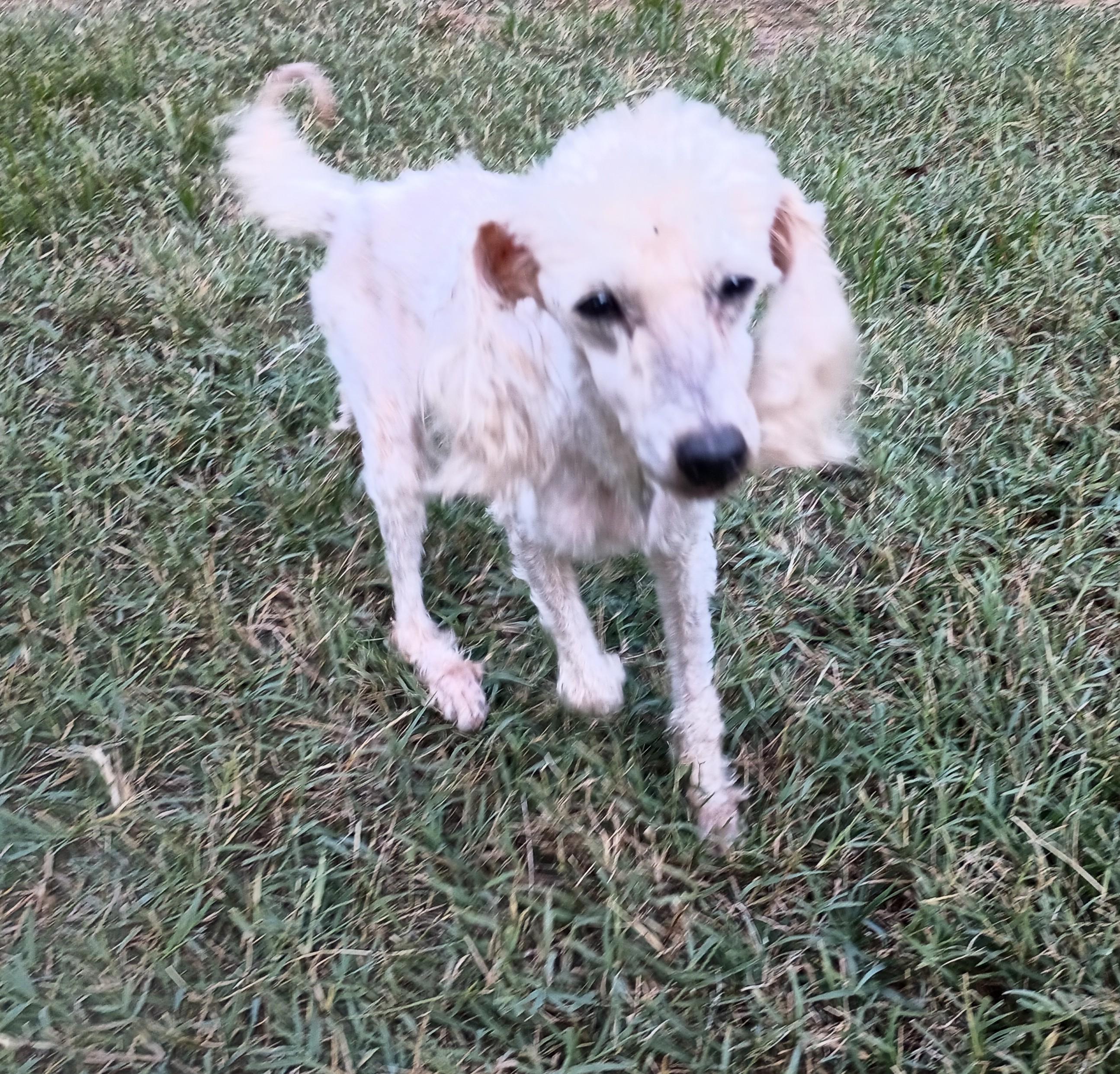 Angel, a Adoptable Miniature Poodle in Louisville, KY image 4/6