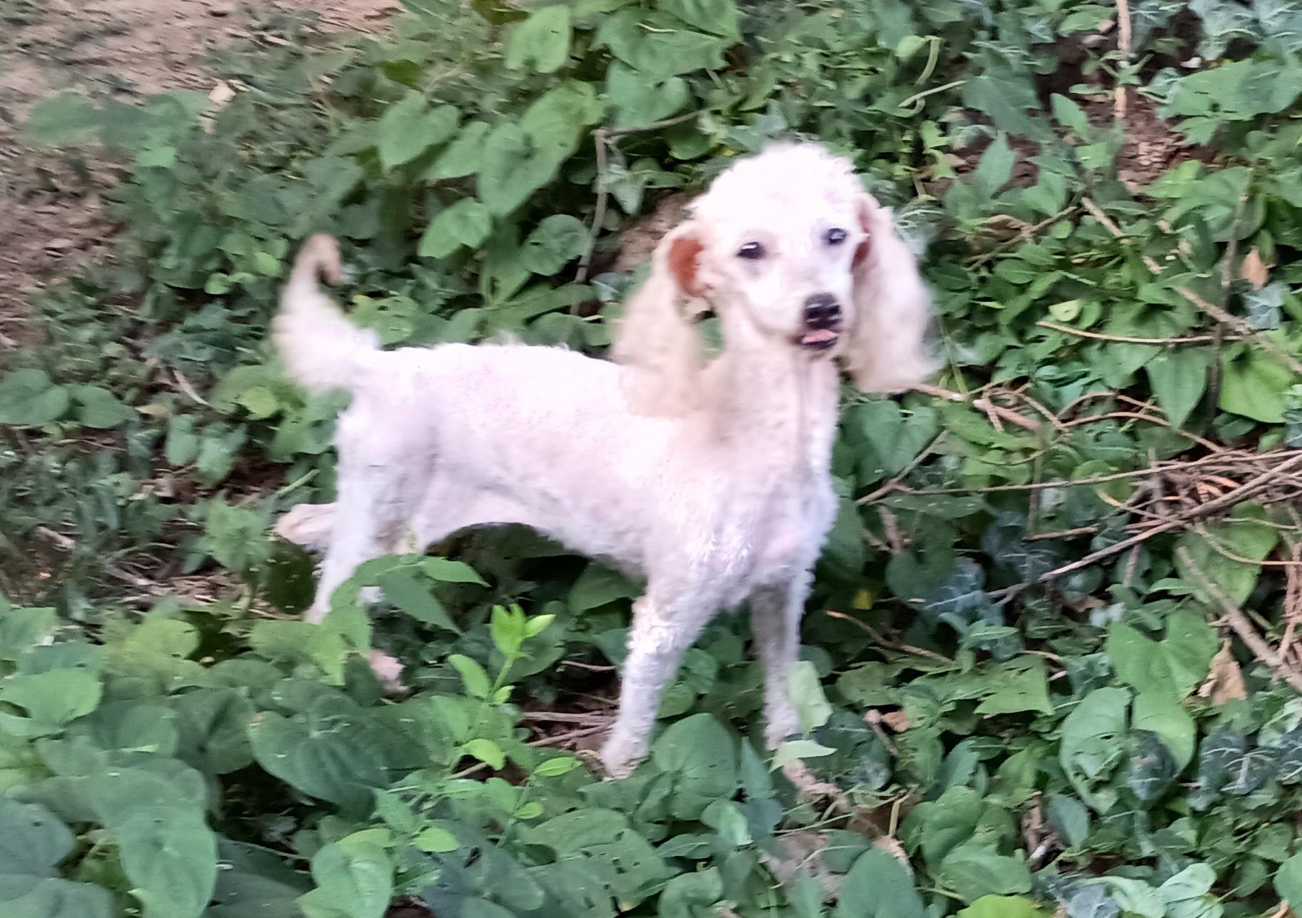 Angel, a Adoptable Miniature Poodle in Louisville, KY image 5/6