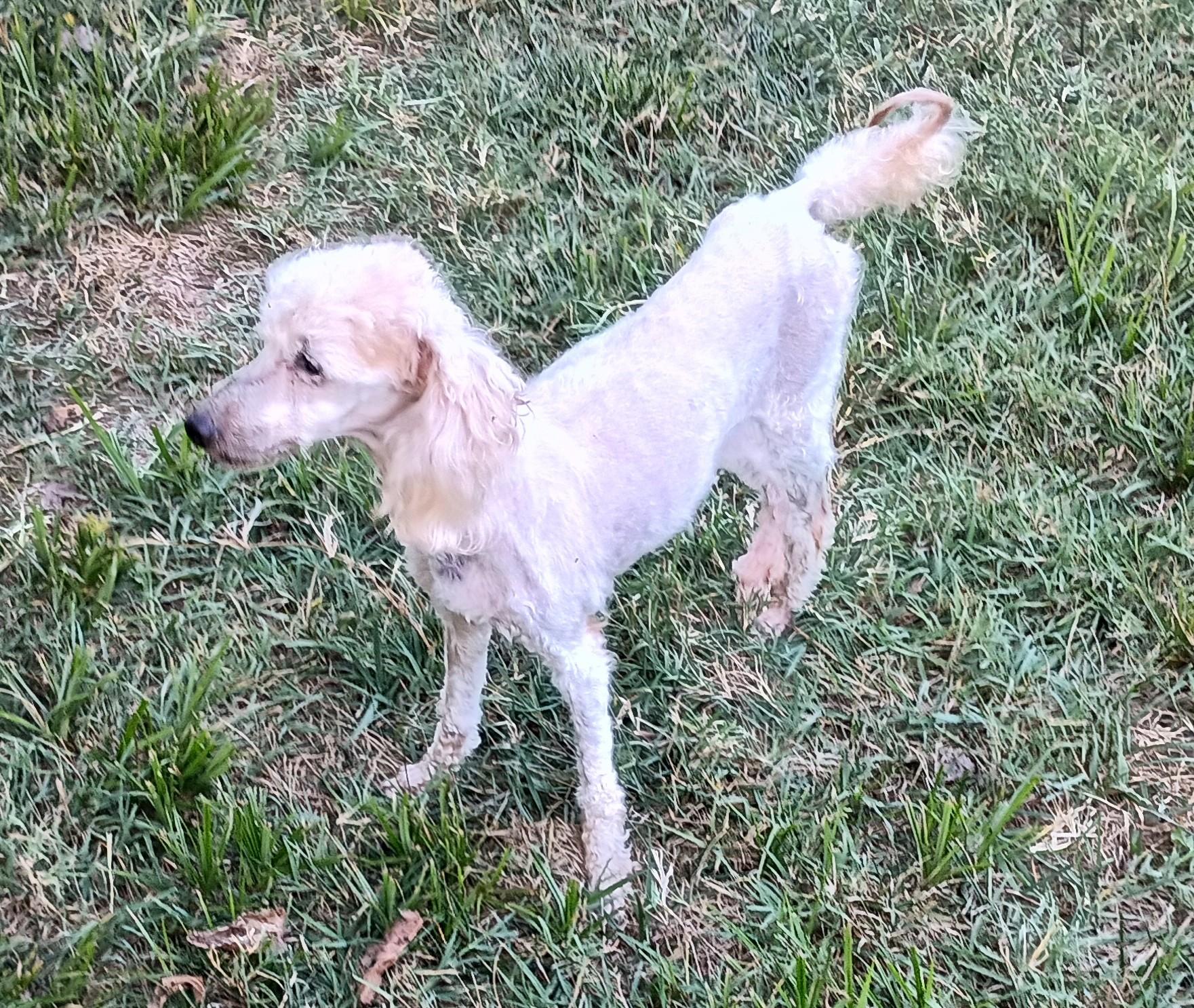 Angel, a Adoptable Miniature Poodle in Louisville, KY image 6/6