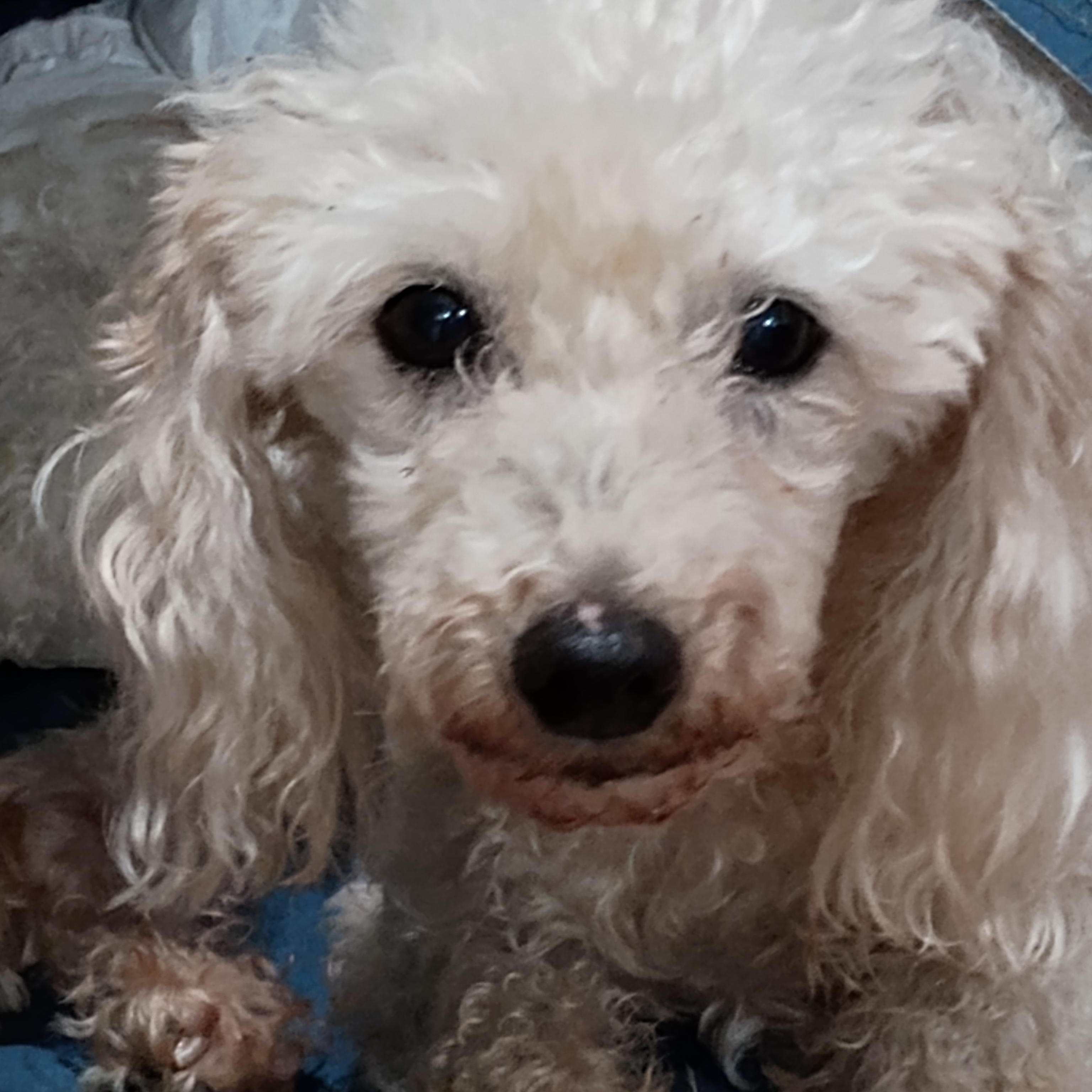 Angel, a Adoptable Miniature Poodle in Louisville, KY image 1/6