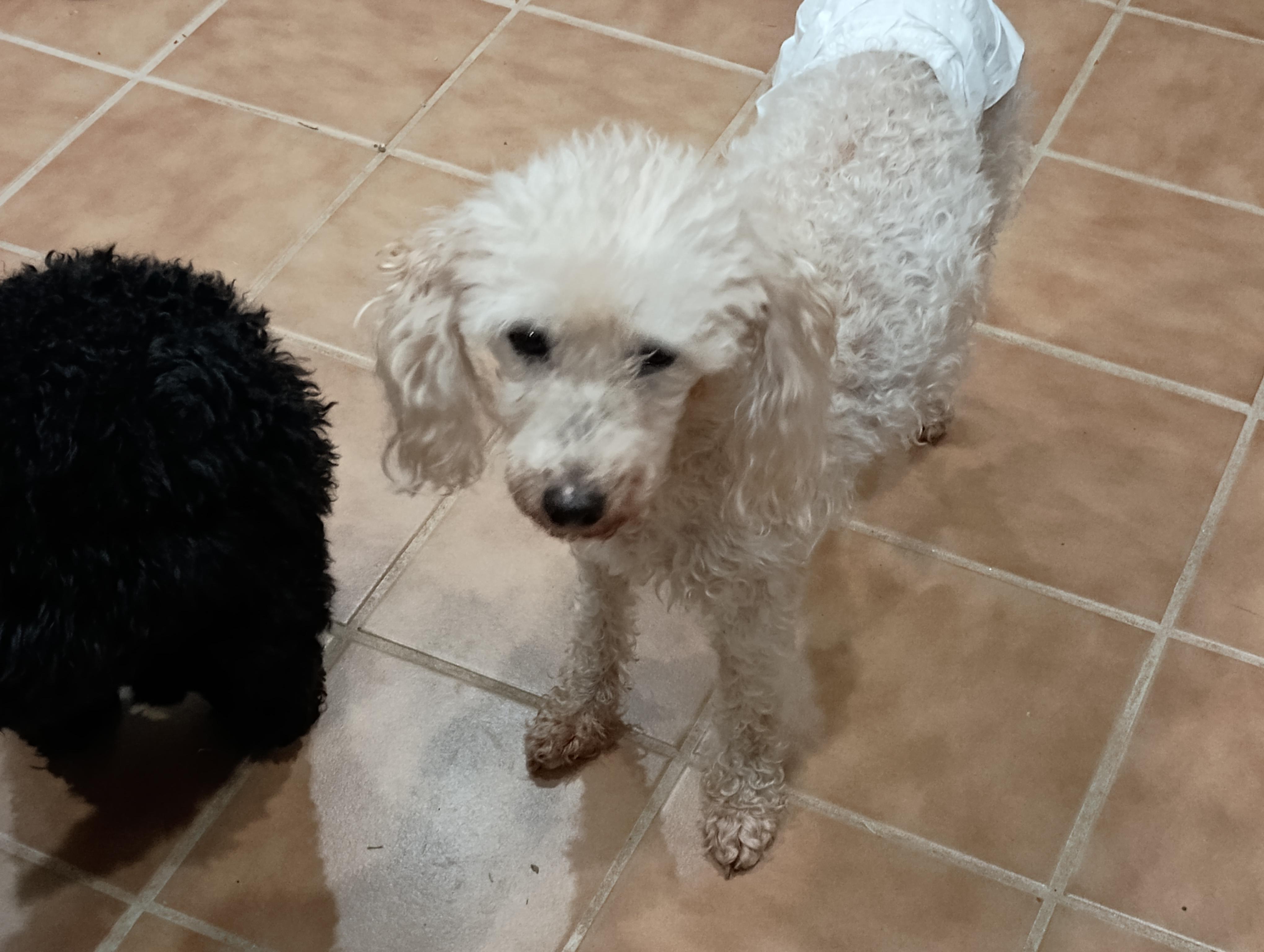 Angel, a Adoptable Miniature Poodle in Louisville, KY image 2/6
