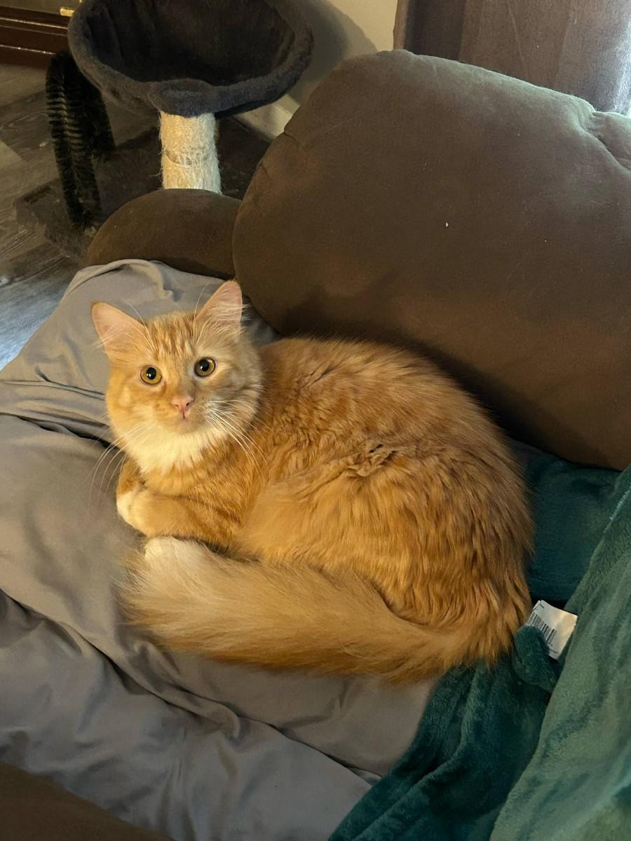 Pumpkin, an adoptable Tabby in Nashville, TN_image-1