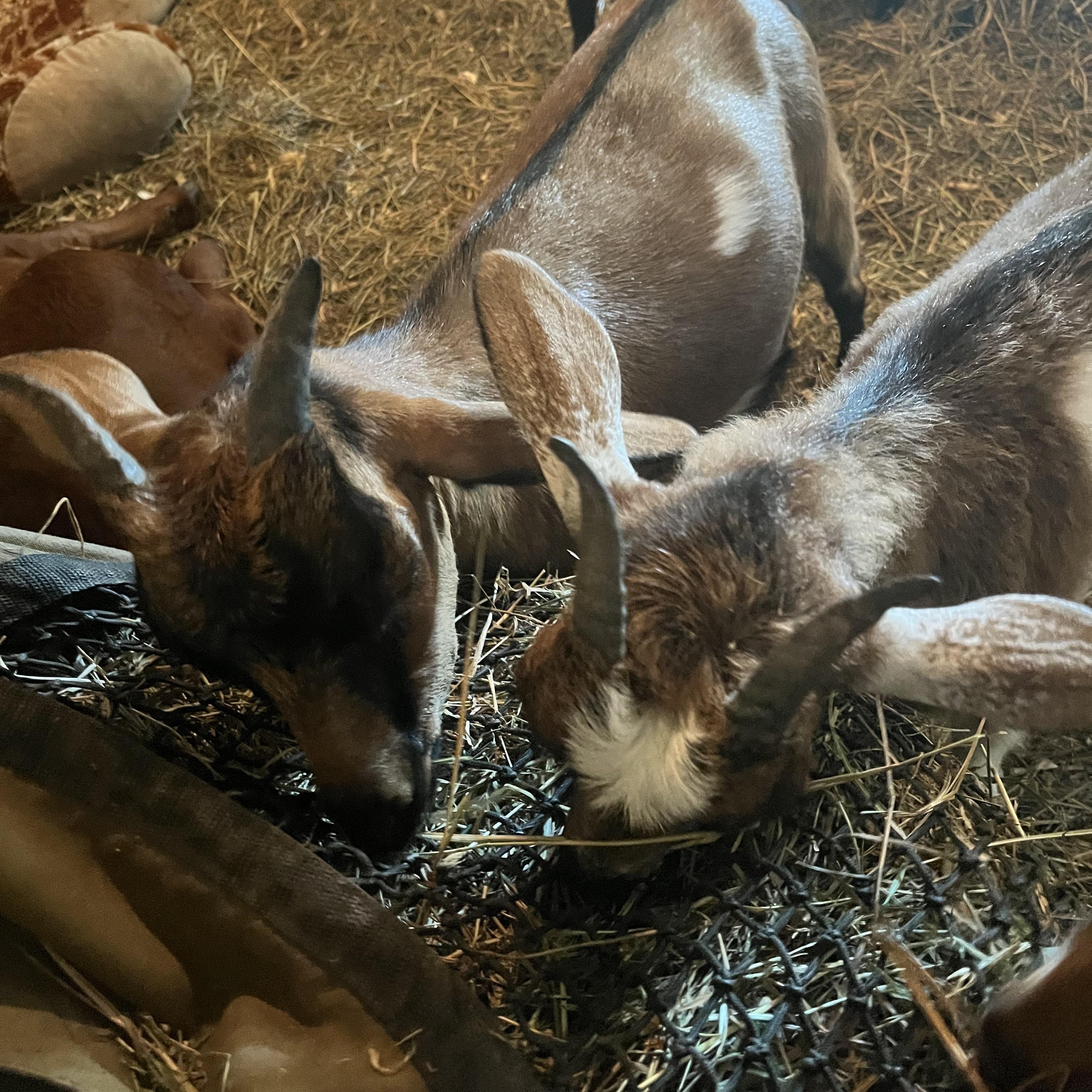 Bridget, Cocoa, Hazel, Juniper, Larla and Tikva, a Adoptable Goat in Dresher, PA image 4/4