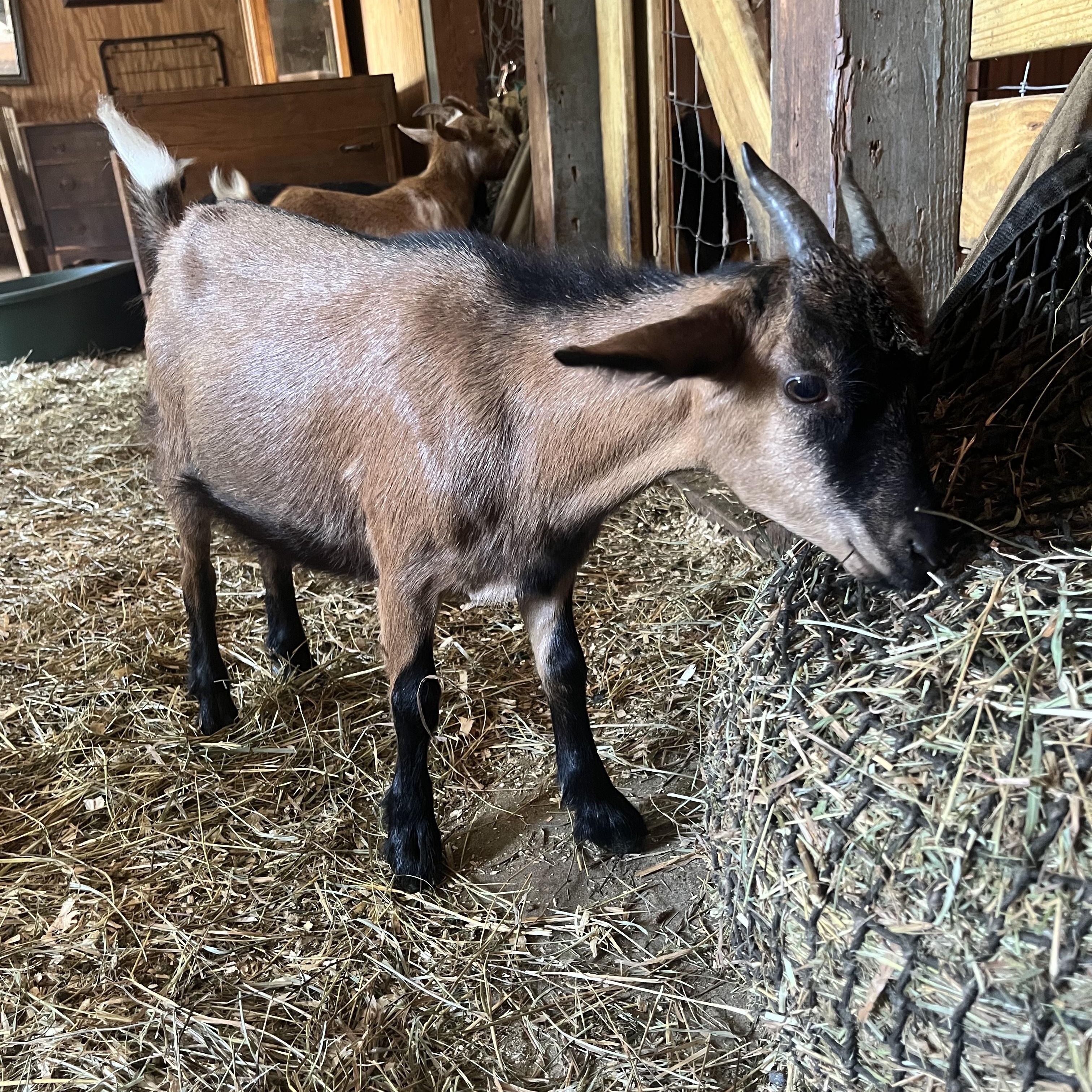 Bridget, Cocoa, Hazel, Juniper, Larla and Tikva, a Adoptable Goat in Dresher, PA image 2/4