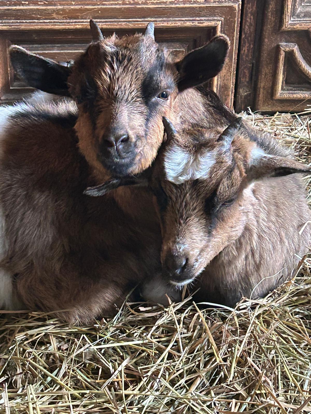 Bridget, Cocoa, Hazel, Juniper, Larla and Tikva, Adoptable, Young Female Goat.