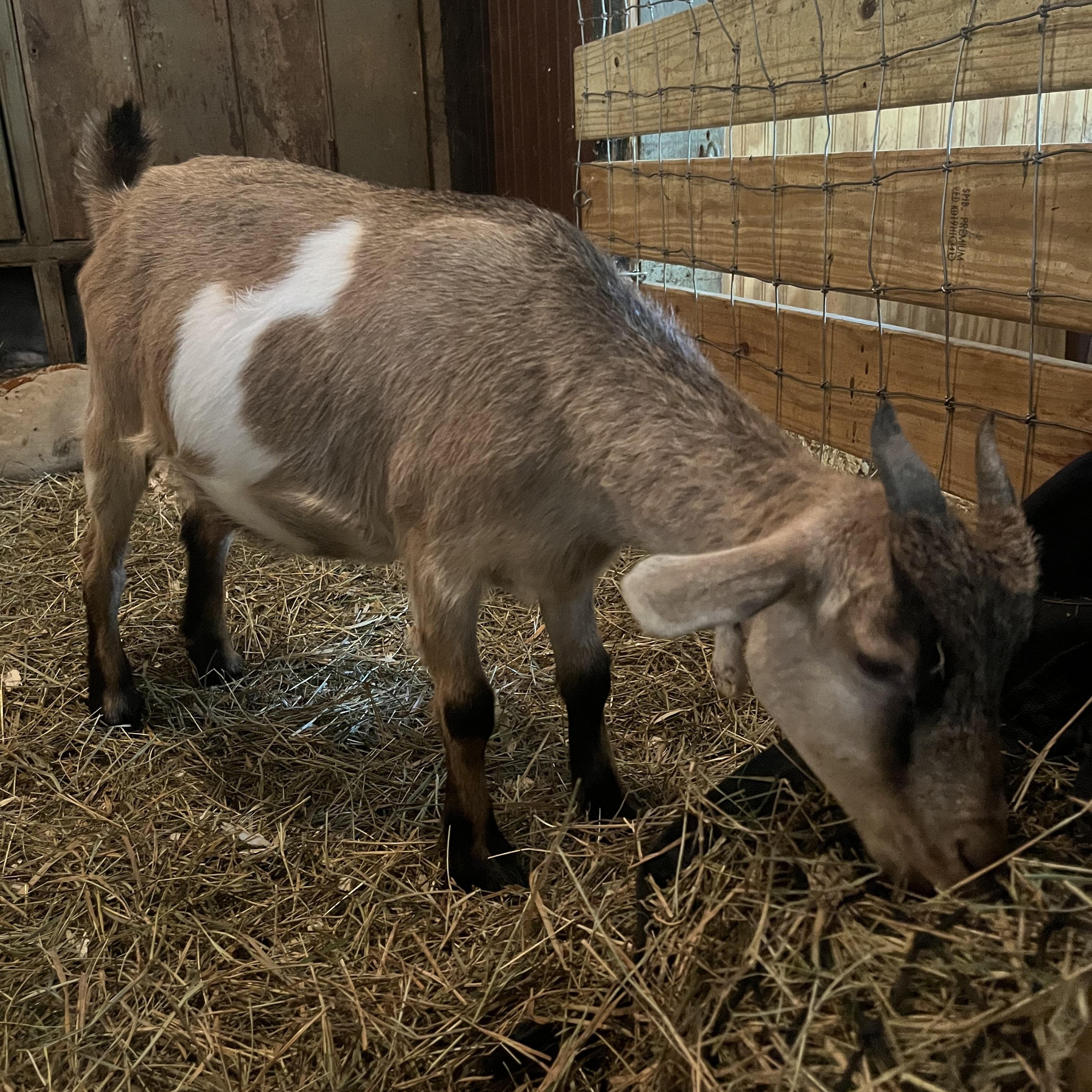 Bridget, Cocoa, Hazel, Juniper, Larla and Tikva, a Adoptable Goat in Dresher, PA image 3/4