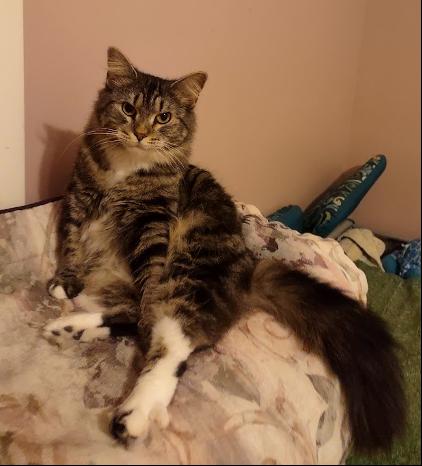 Mary, Adoptable, Young Female Maine Coon.