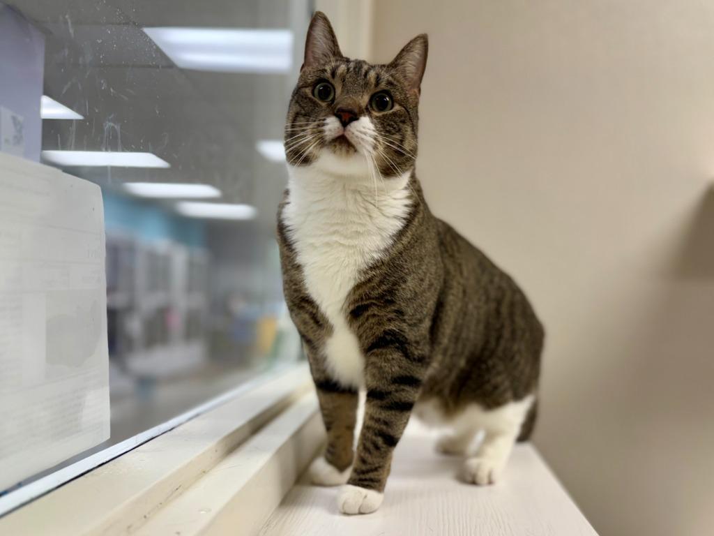Pierogi, Adopted, Adult Male Domestic Short Hair & Tabby (Brown).