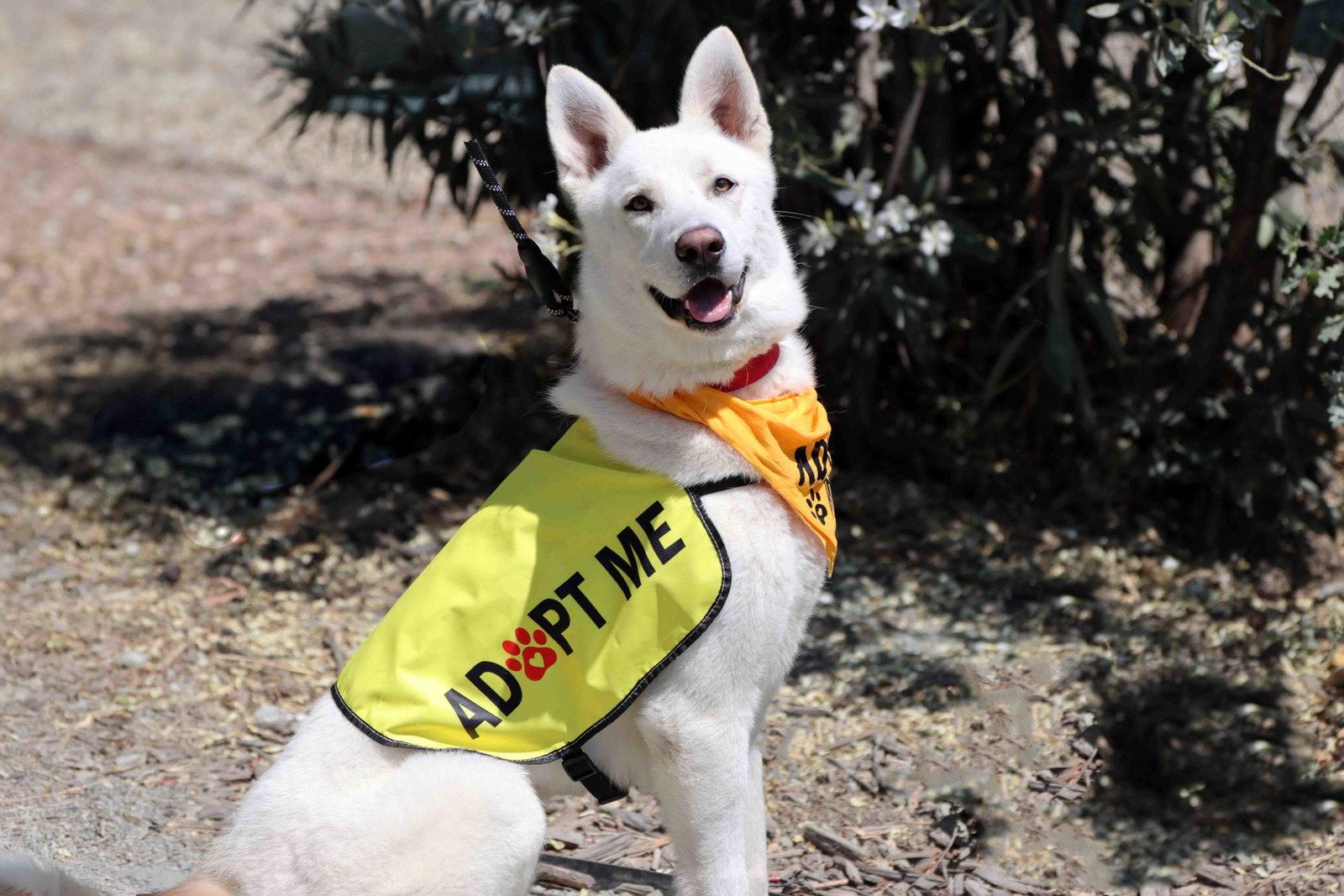 Mojito, Adoptable, Adult Male Siberian Husky.