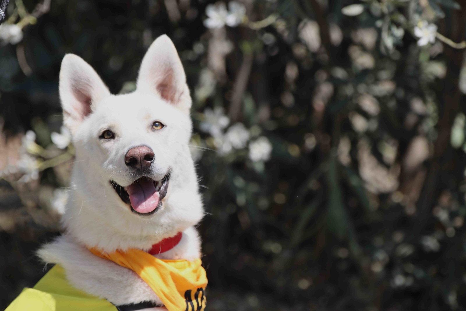 Mojito, a Adoptable Siberian Husky in Walnut Creek, CA image 2/3
