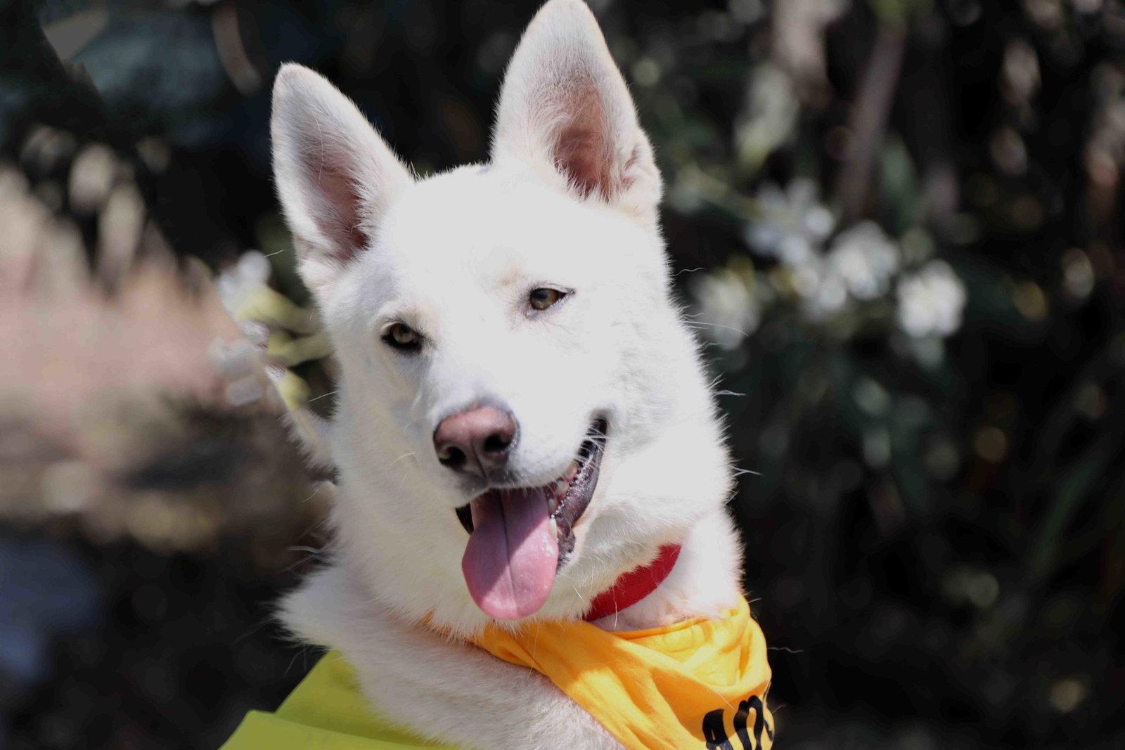 Mojito, a Adoptable Siberian Husky in Walnut Creek, CA image 3/3