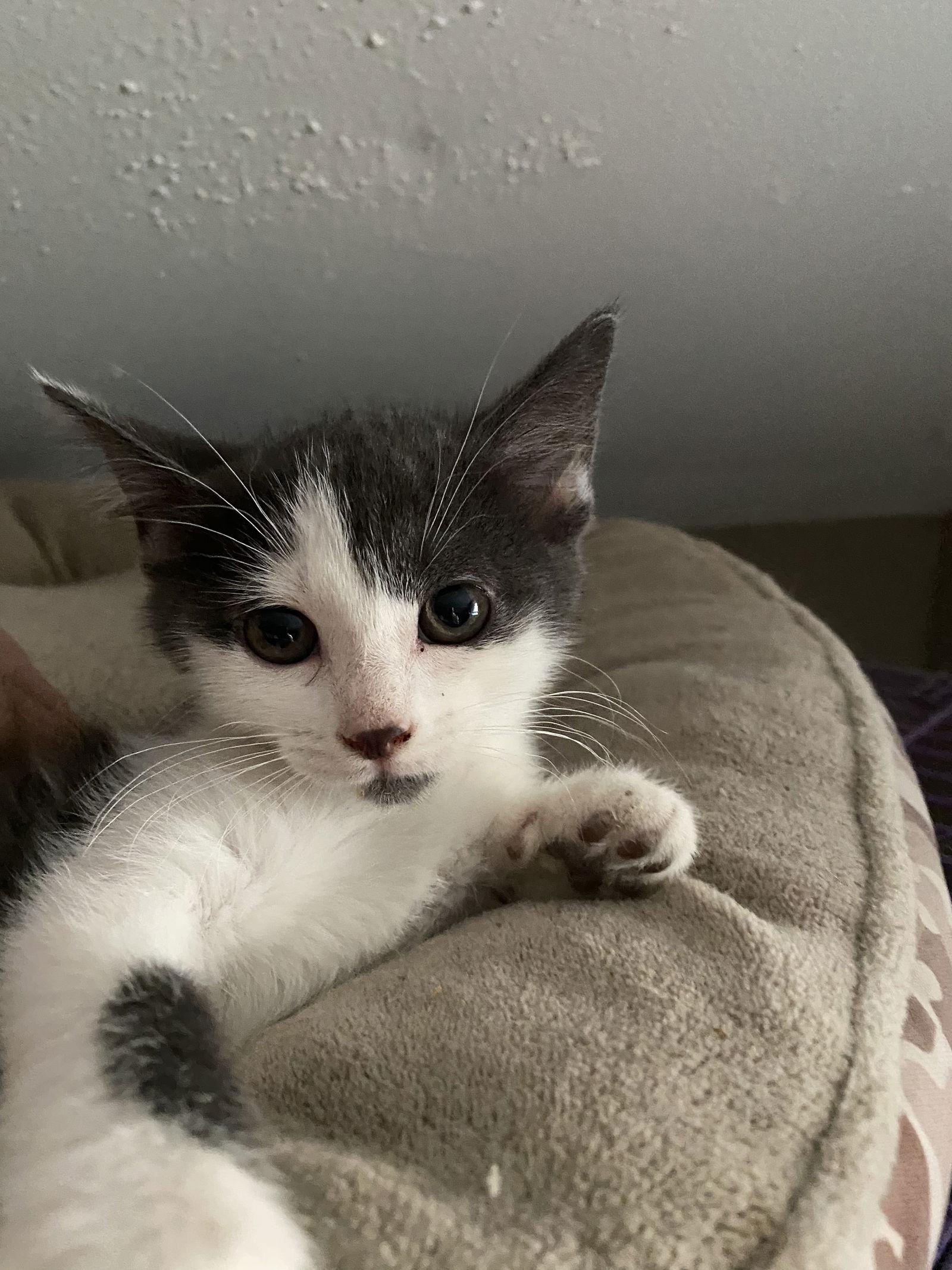 Rawlings, Adoptable, Kitten Female Domestic Short Hair.