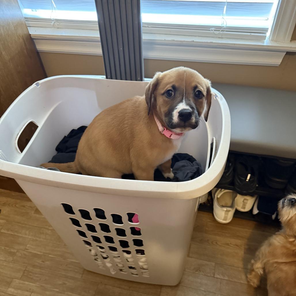 Charlie Mae, Adoptable, Puppy Female Labrador Retriever & Mixed Breed.