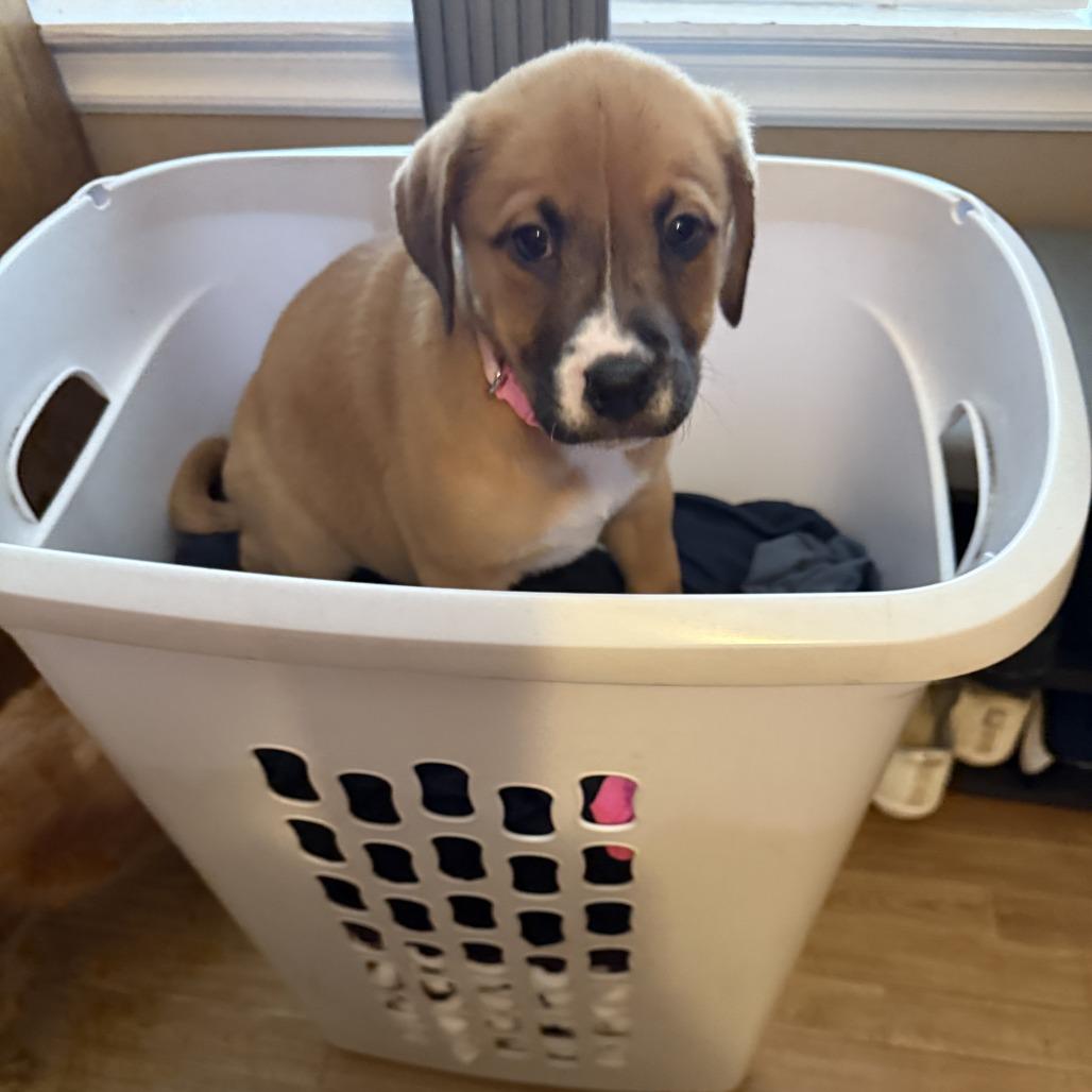 Charlie Mae, a Adoptable mixed breed in Little Rock, AR image 2/2