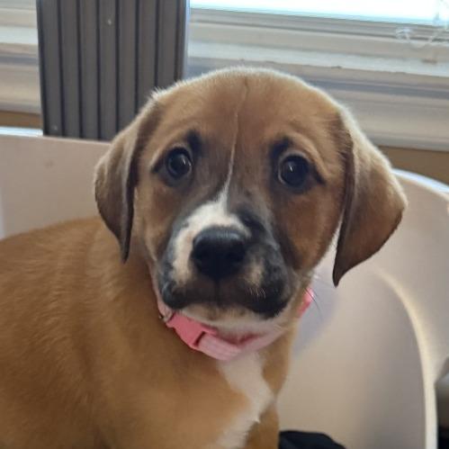 Enlarge Charlie Mae, a Adoptable mixed breed in Little Rock, AR image 1/1