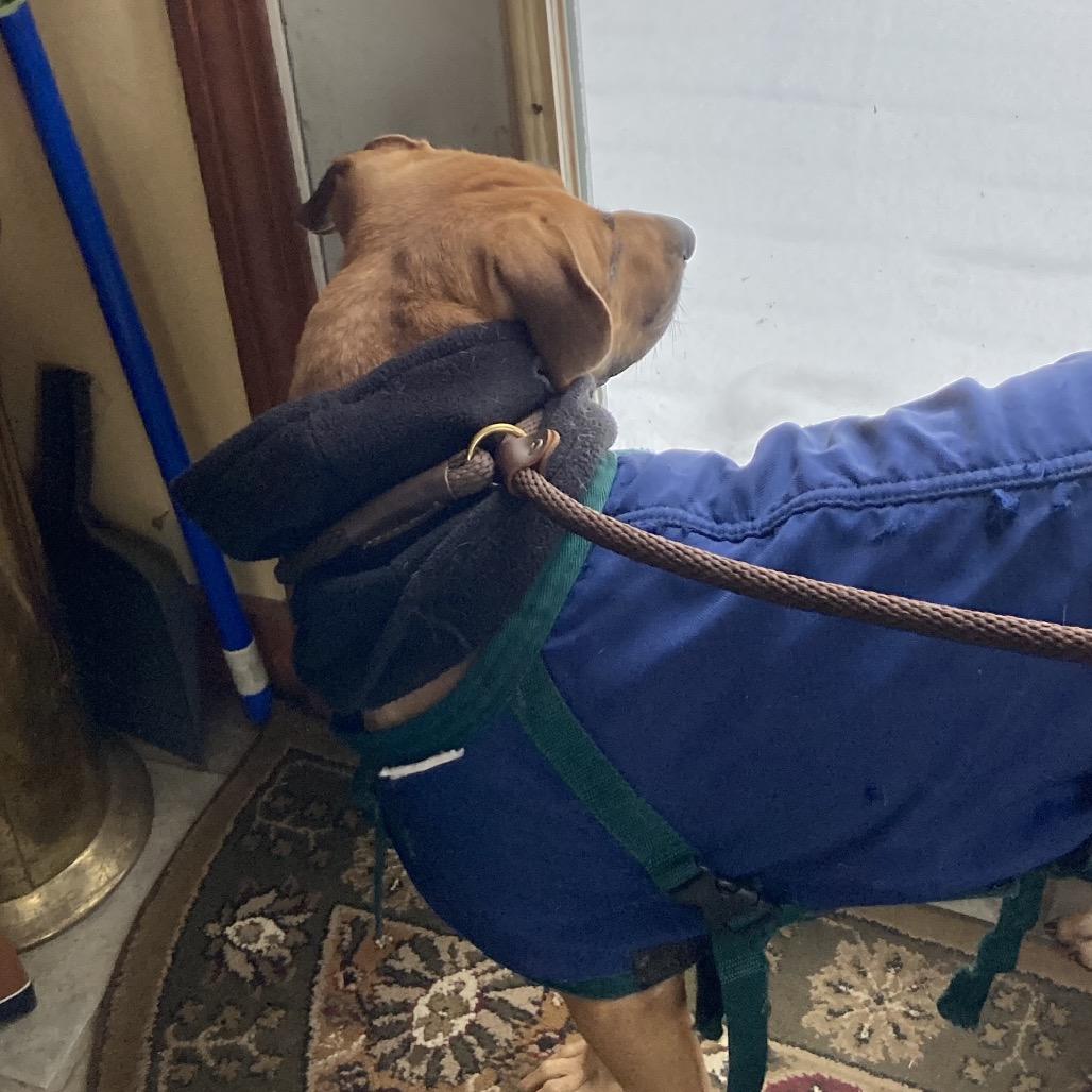 Callie (adoptable soon), Adoptable, Adult Female Mixed Breed.