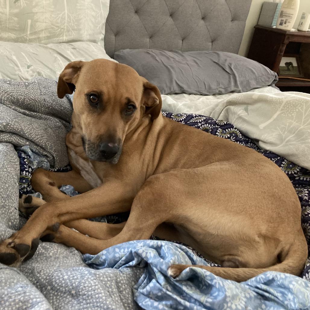 Enlarge Callie, a Adoptable Mixed Breed in Saratoga Springs, NY image 3/6