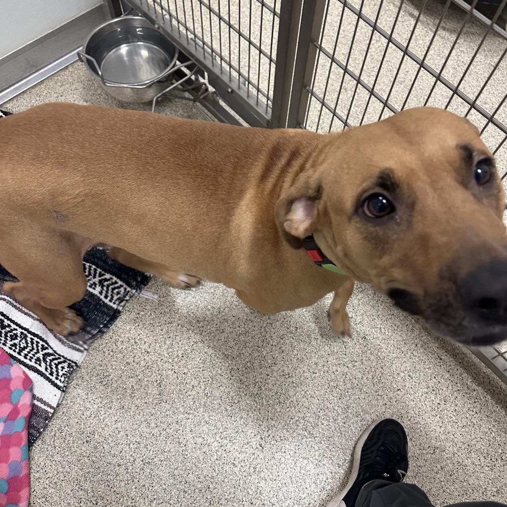 Enlarge Callie (adoptable soon), a Adoptable Mixed Breed in Saratoga Springs, NY image 3/5