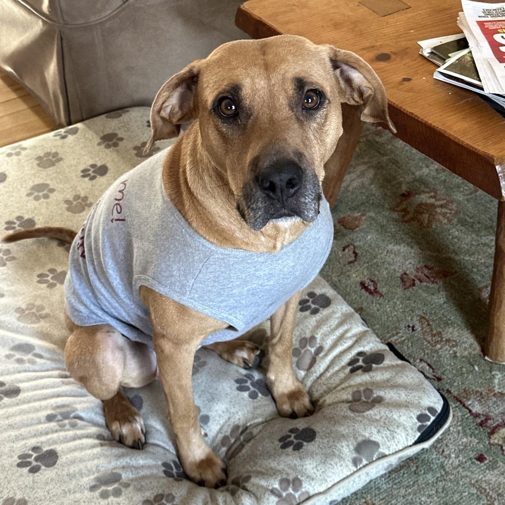 Enlarge Callie (adoptable soon), a Adoptable Mixed Breed in Saratoga Springs, NY image 4/5