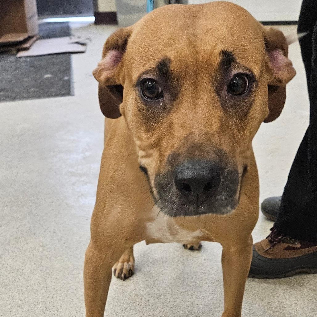 Enlarge Callie (adoptable soon), a Adoptable Mixed Breed in Saratoga Springs, NY image 5/5