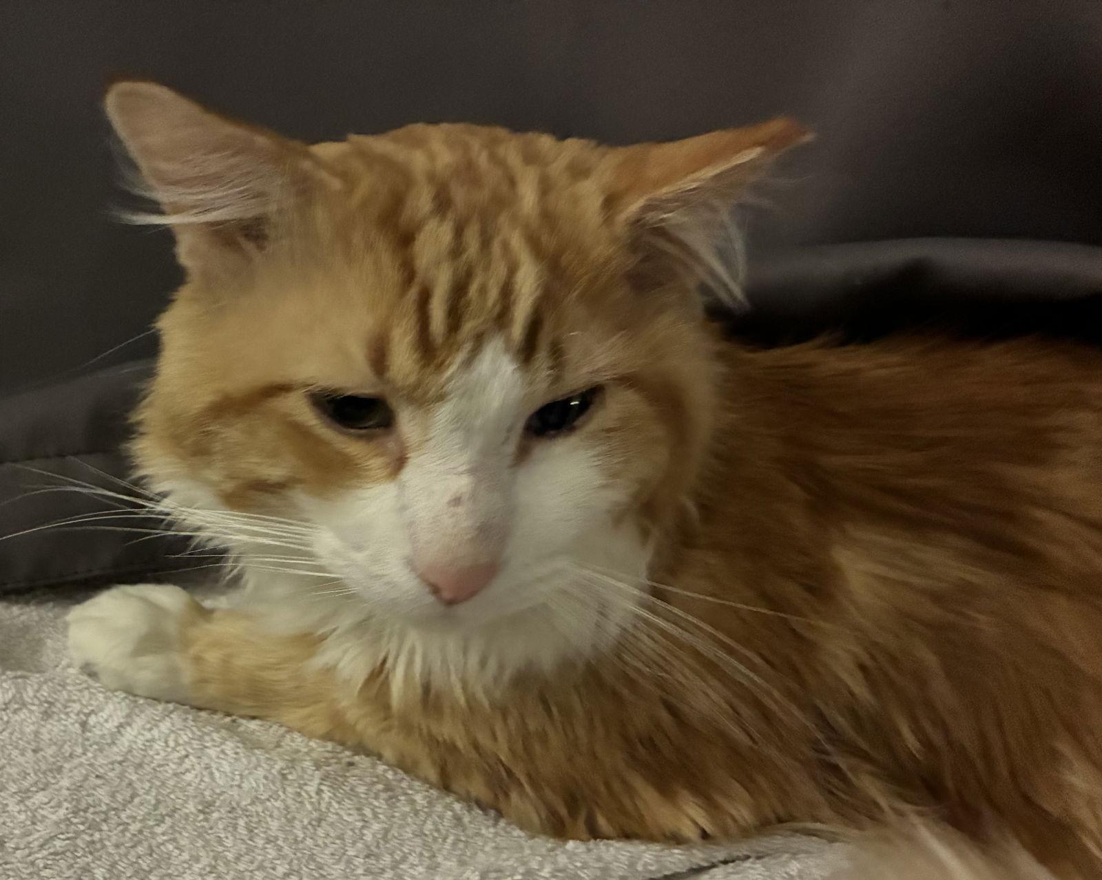 Butters (FIV+), Adoptable, Adult Male Domestic Long Hair.