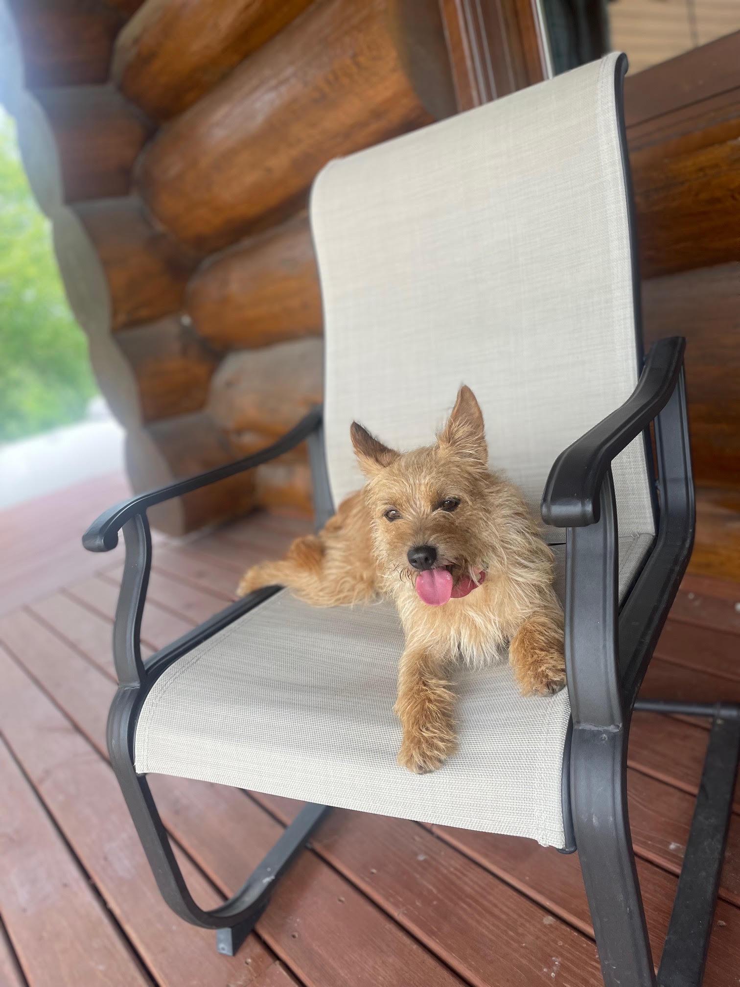 Stella - Besties with Andrew, ADOPTABLE, Adult Female Australian Cattle Dog / Blue Heeler & Jack Russell Terrier.