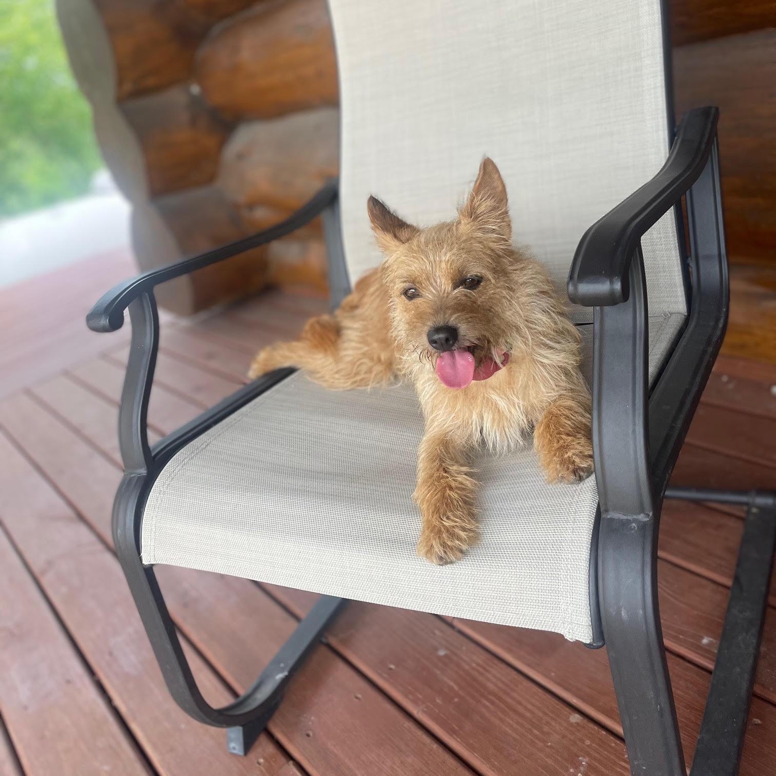 Enlarge Stella - Besties with Andrew, a Adoptable mixed breed in Northville, MI image 2/5