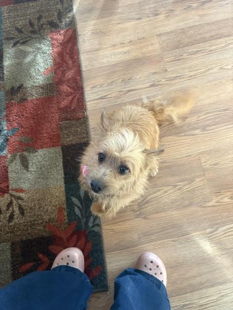 Stella - Besties with Andrew, a ADOPTABLE mixed breed in Northville, MI image 3/5