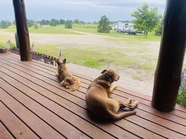 Stella - Besties with Andrew, a ADOPTABLE mixed breed in Northville, MI image 4/5
