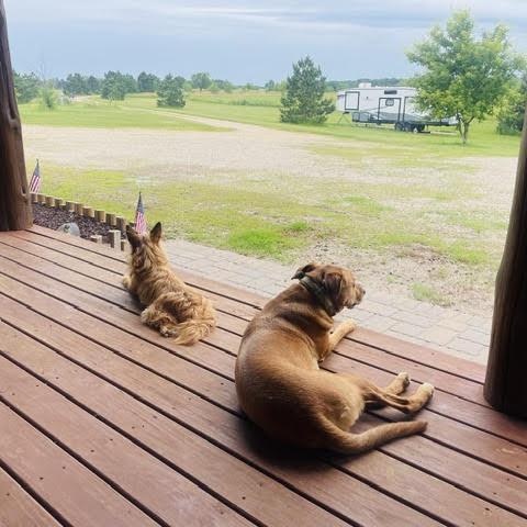 Enlarge Stella - Besties with Andrew, a Adoptable mixed breed in Northville, MI image 3/5