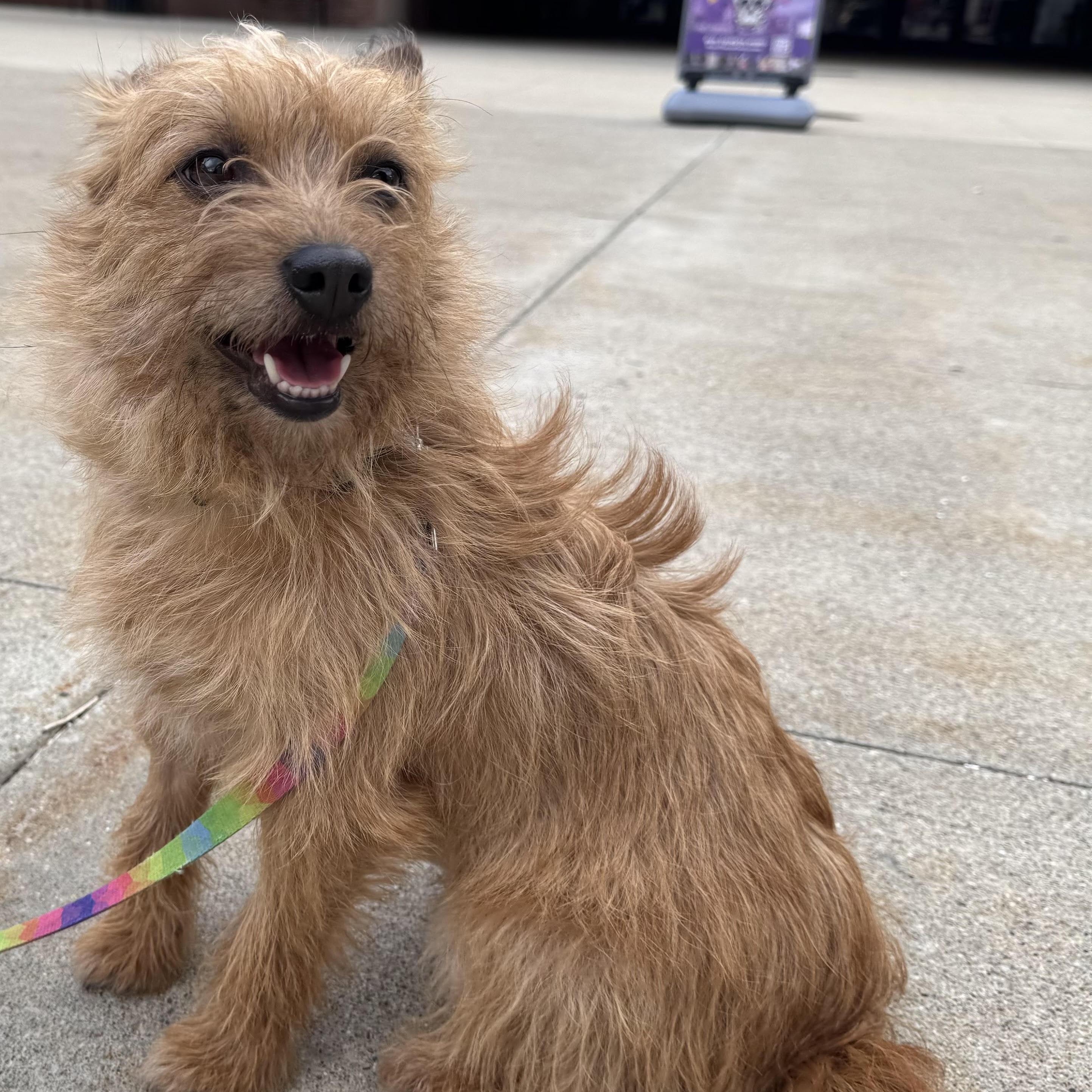 Enlarge Stella - Besties with Andrew, a Adoptable mixed breed in Northville, MI image 5/5