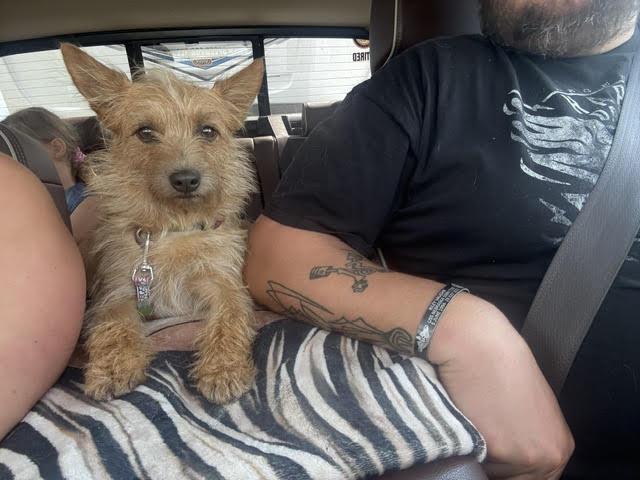 Stella - Besties with Andrew, a ADOPTABLE mixed breed in Northville, MI image 2/5