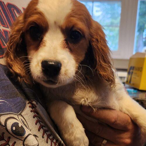 Enlarge Max (#404), a Adoptable mixed breed in Twin lakes, WI image 1/1