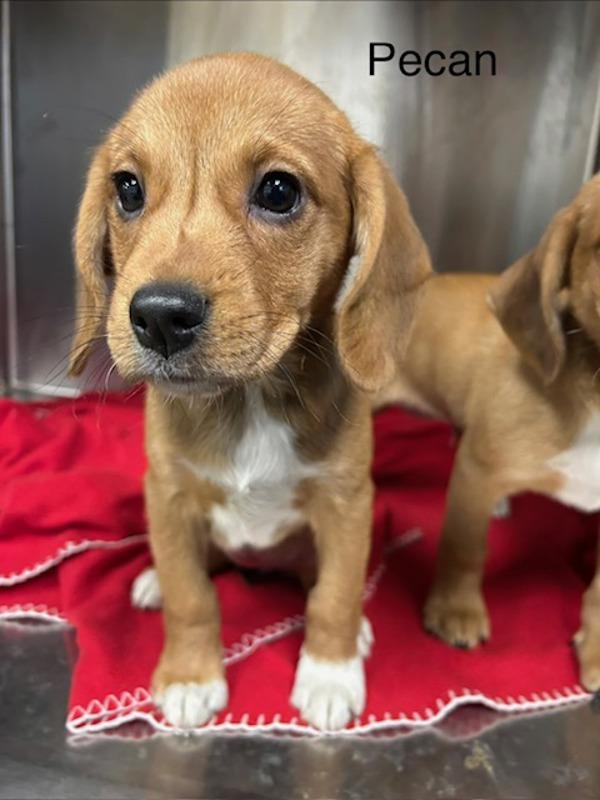 Pecan, Adoptable, Puppy Female Hound.