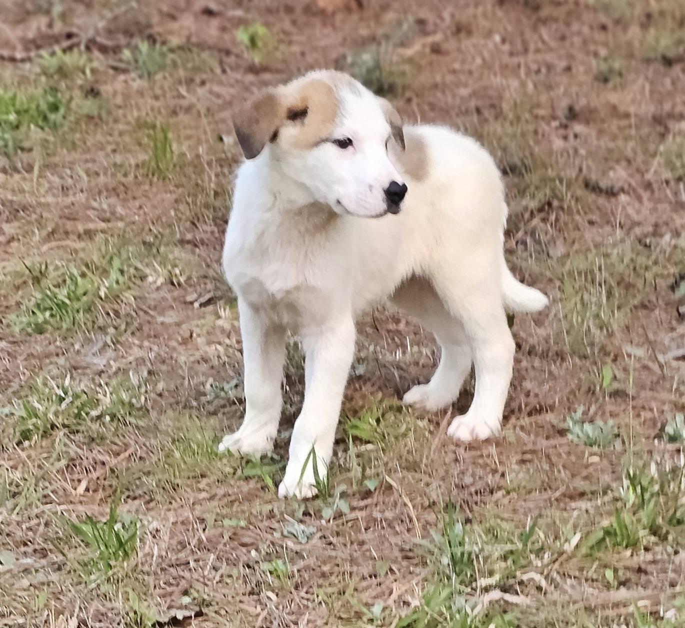 Enlarge Leonardo, a ADOPTABLE Labrador Retriever in Fort Payne, AL image 4/5