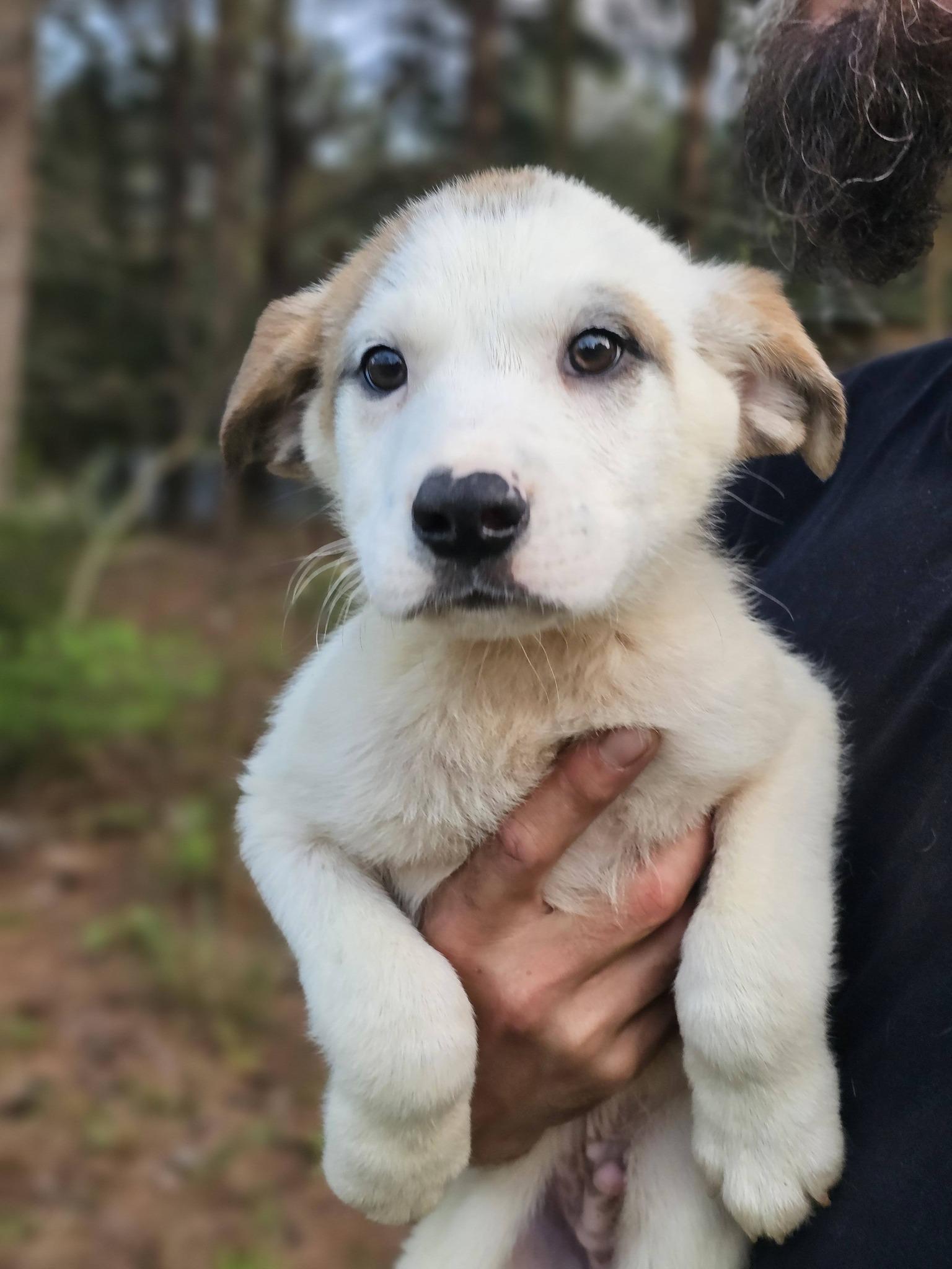 Enlarge Leonardo, a ADOPTABLE Labrador Retriever in Fort Payne, AL image 5/5