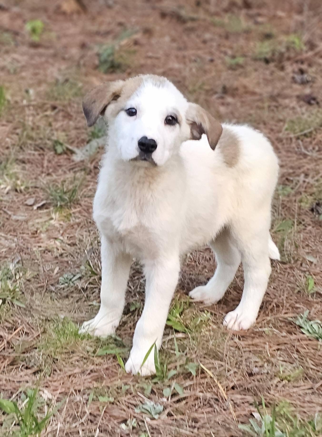 Leonardo, ADOPTABLE, Puppy Male Labrador Retriever.
