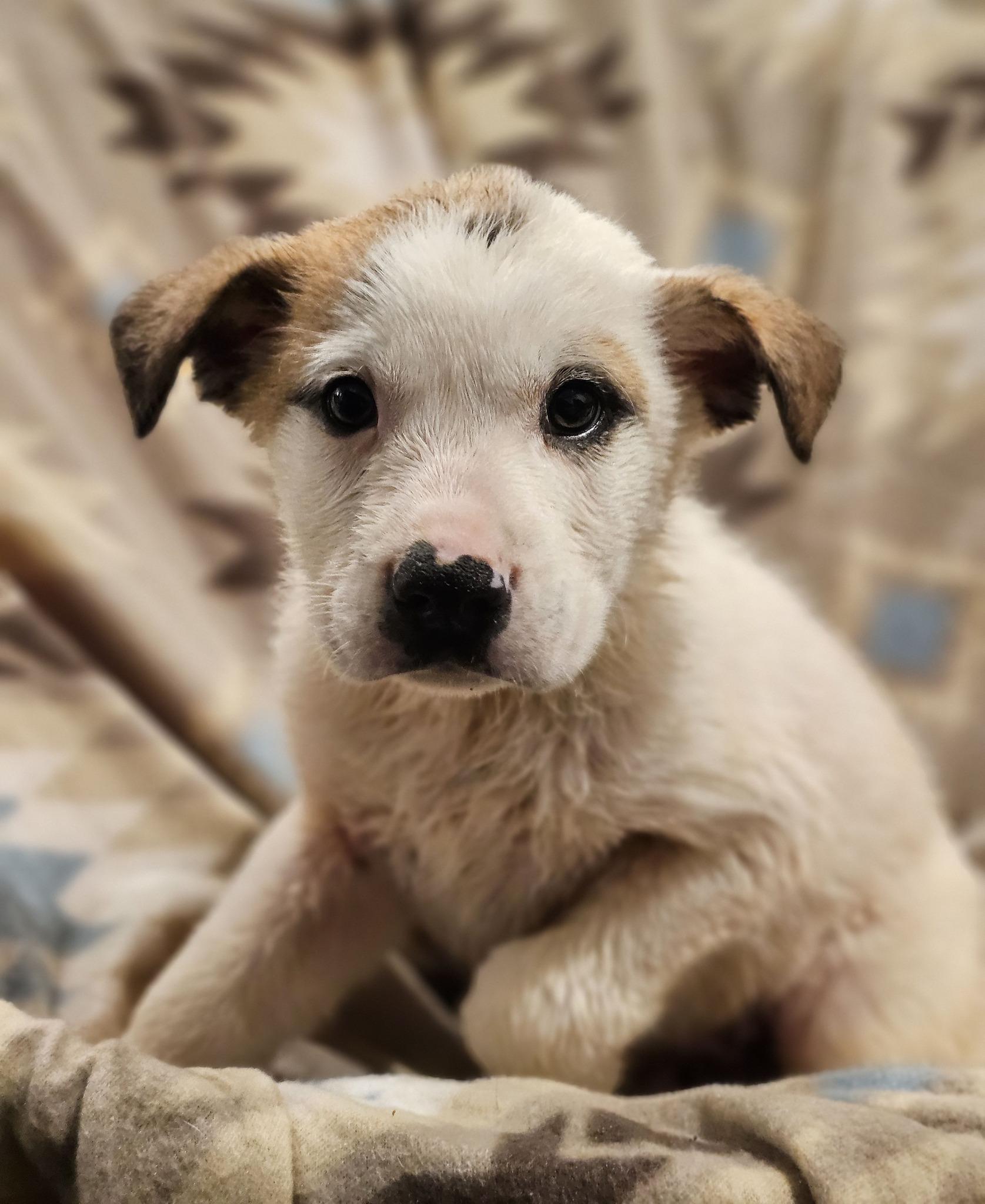 Enlarge Leonardo, a ADOPTABLE Labrador Retriever in Fort Payne, AL image 2/5