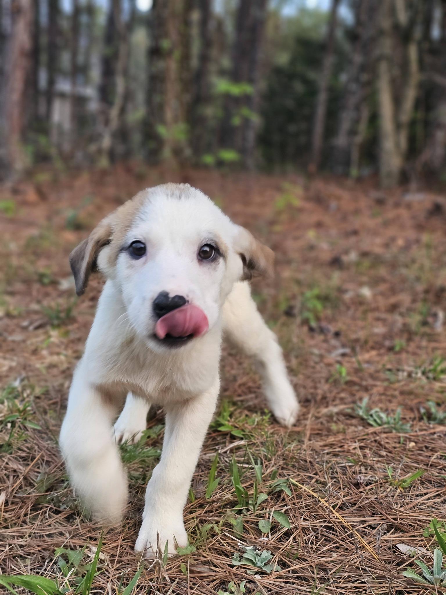 Enlarge Leonardo, a ADOPTABLE Labrador Retriever in Fort Payne, AL image 3/5
