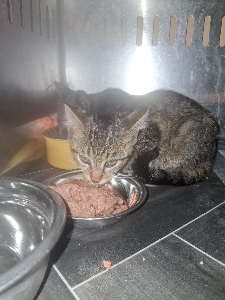 Alex, Adoptable, Kitten Female Domestic Short Hair.