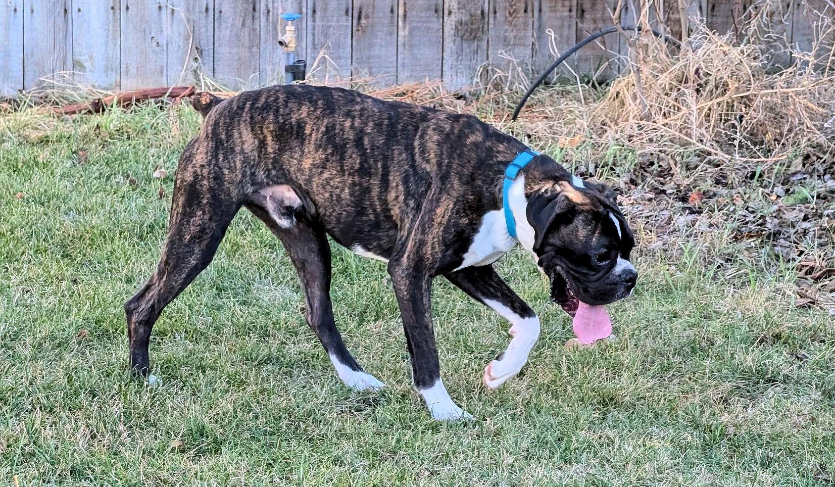 Enlarge NITRO, a ADOPTABLE Boxer in Kuna, ID image 3/3