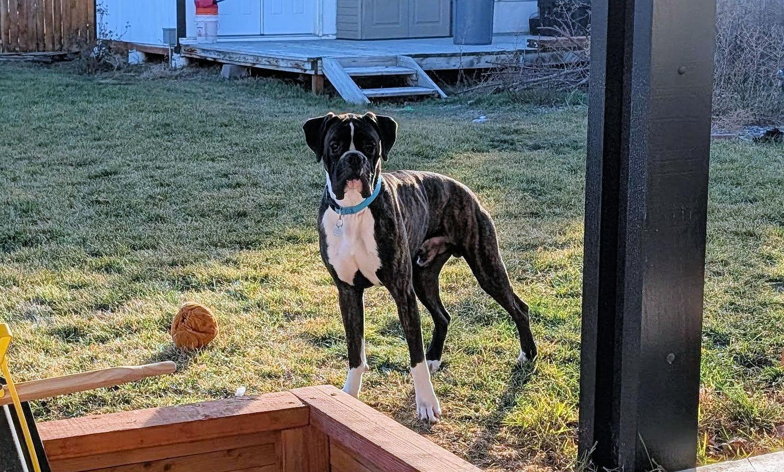 Enlarge NITRO, a ADOPTABLE Boxer in Kuna, ID image 2/3
