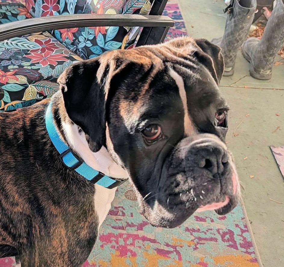 Enlarge NITRO, a ADOPTABLE Boxer in Kuna, ID image 1/3