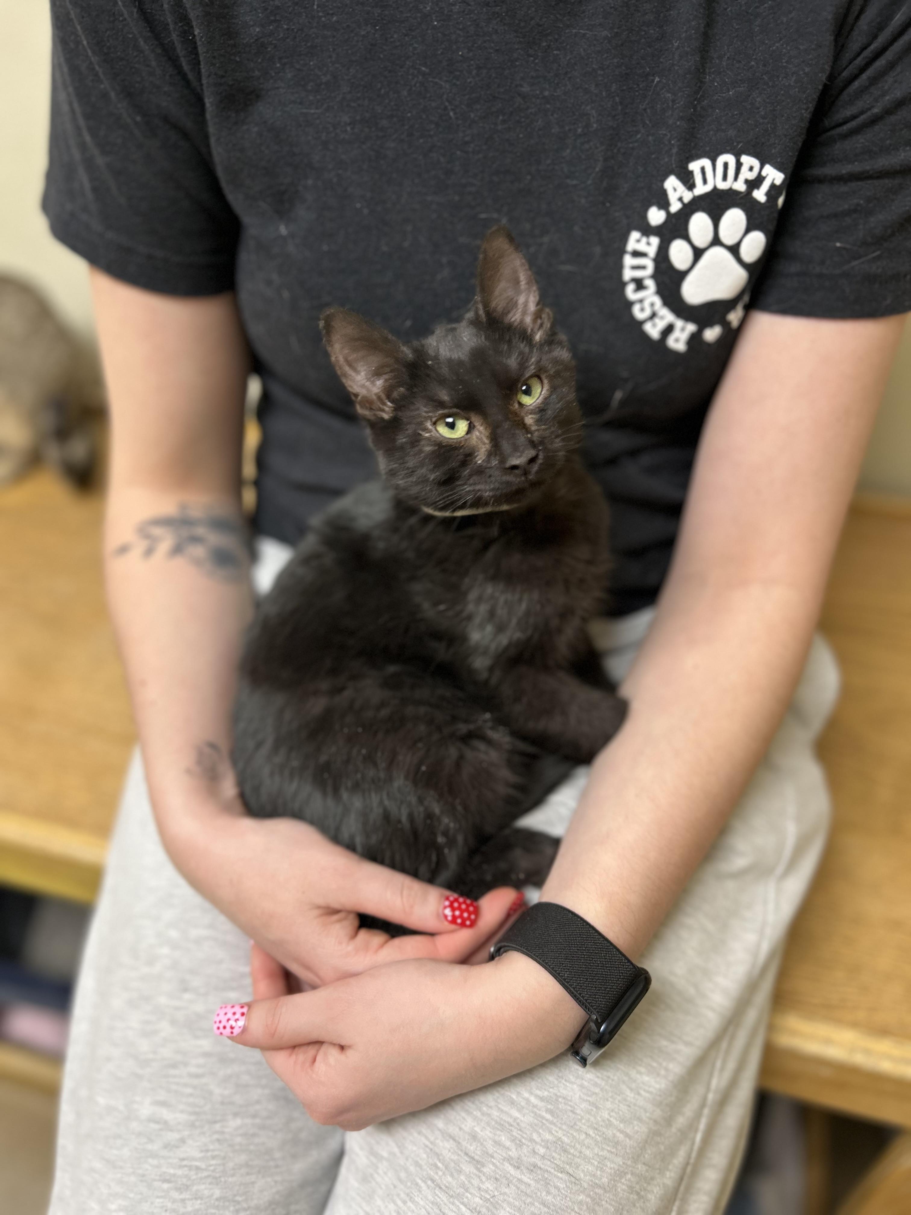 Enlarge Skips, an adopted Domestic Short Hair in Myerstown, PA image 1/1