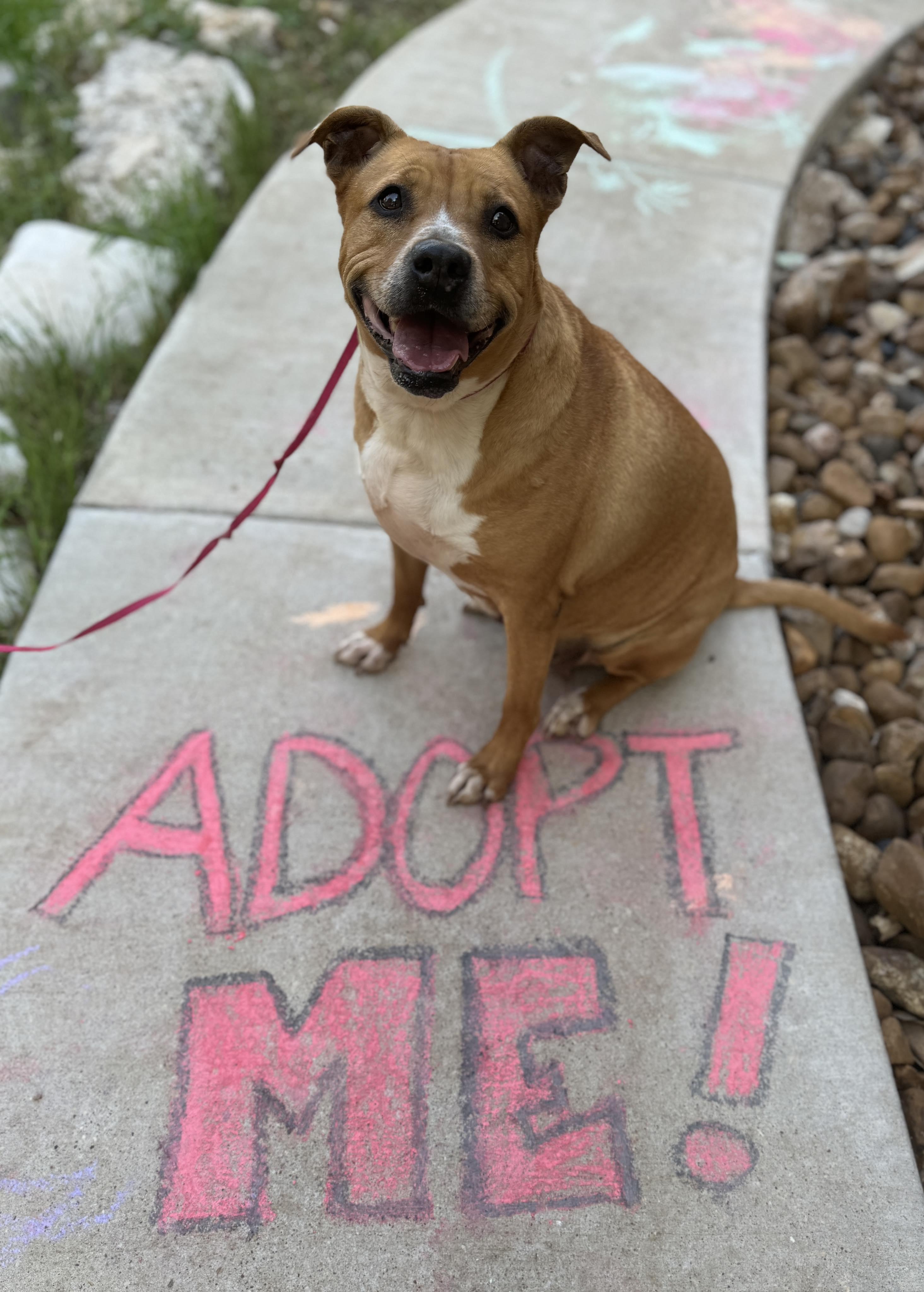 Ginger, Adult Female Pit Bull Terrier