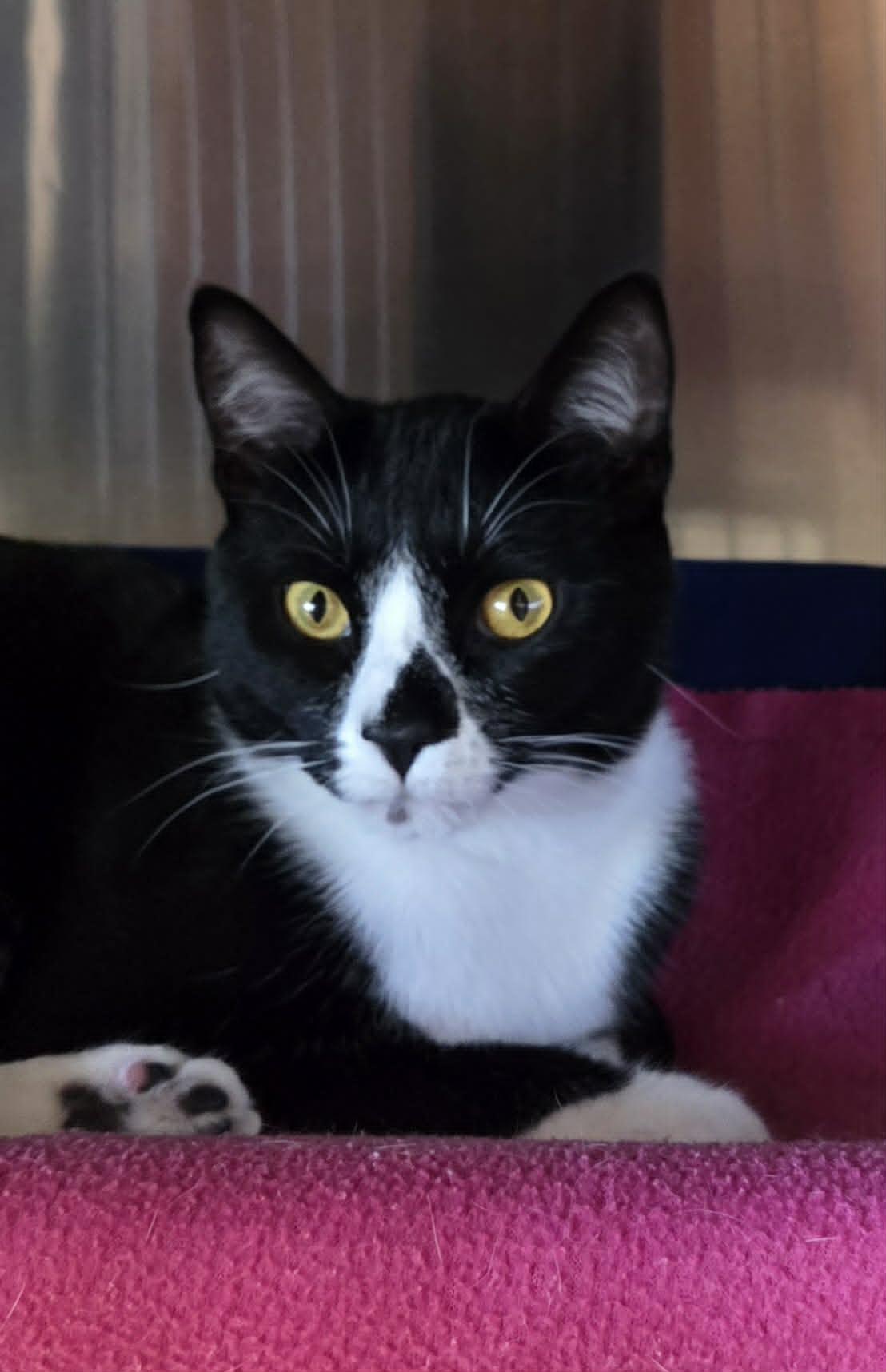 George Pocket, Adoptable, Adult Male Domestic Short Hair.
