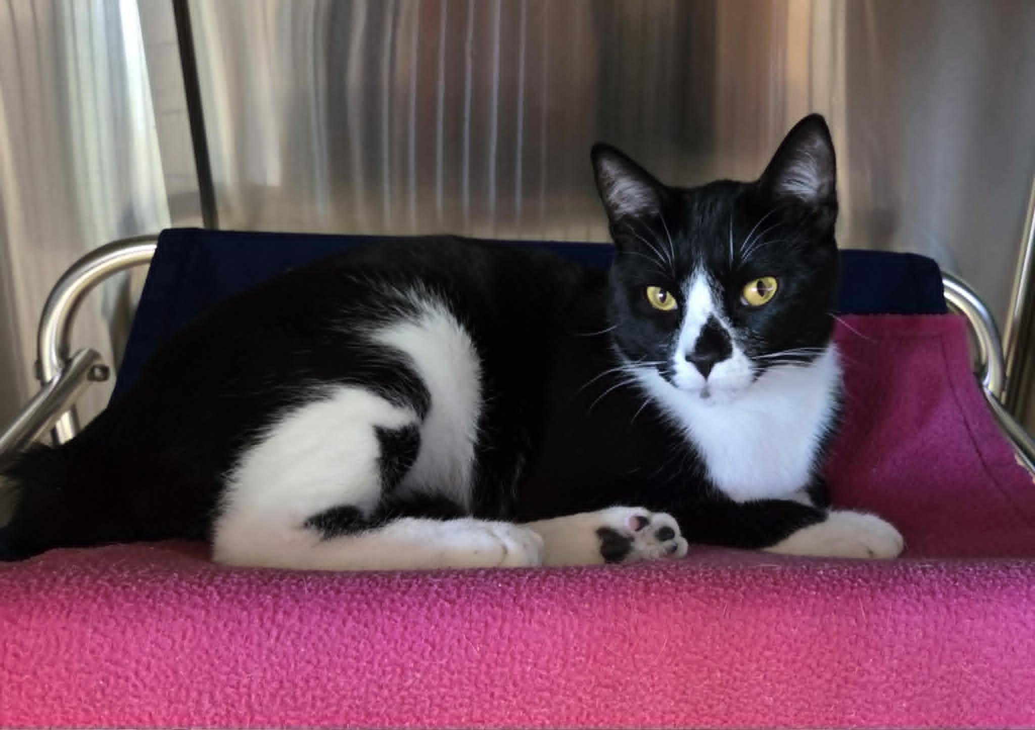 Enlarge George Pocket, a Adoptable Domestic Short Hair in Medford, OR image 2/2