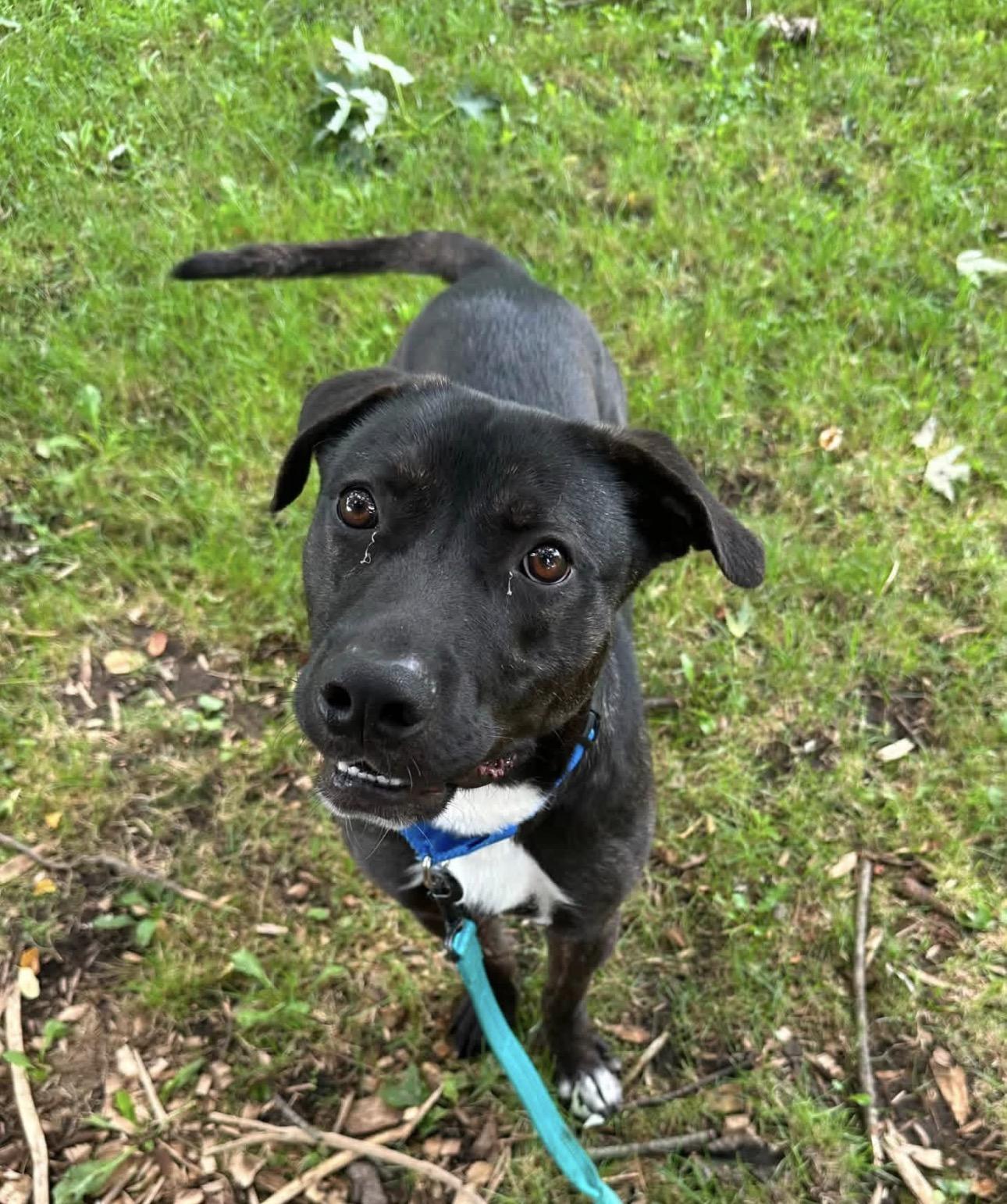 Adam, a ADOPTABLE mixed breed in Youngstown, OH image 3/4